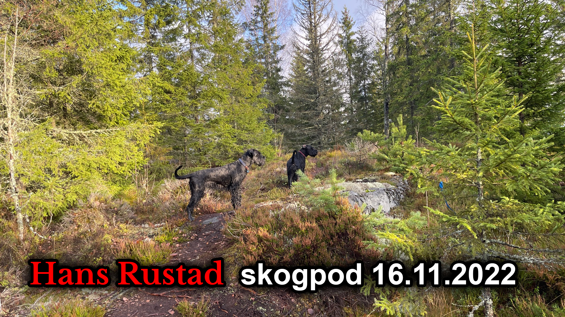 Skogpod 16. november: Brødre i ånden&nbsp;<span>(+)</span>