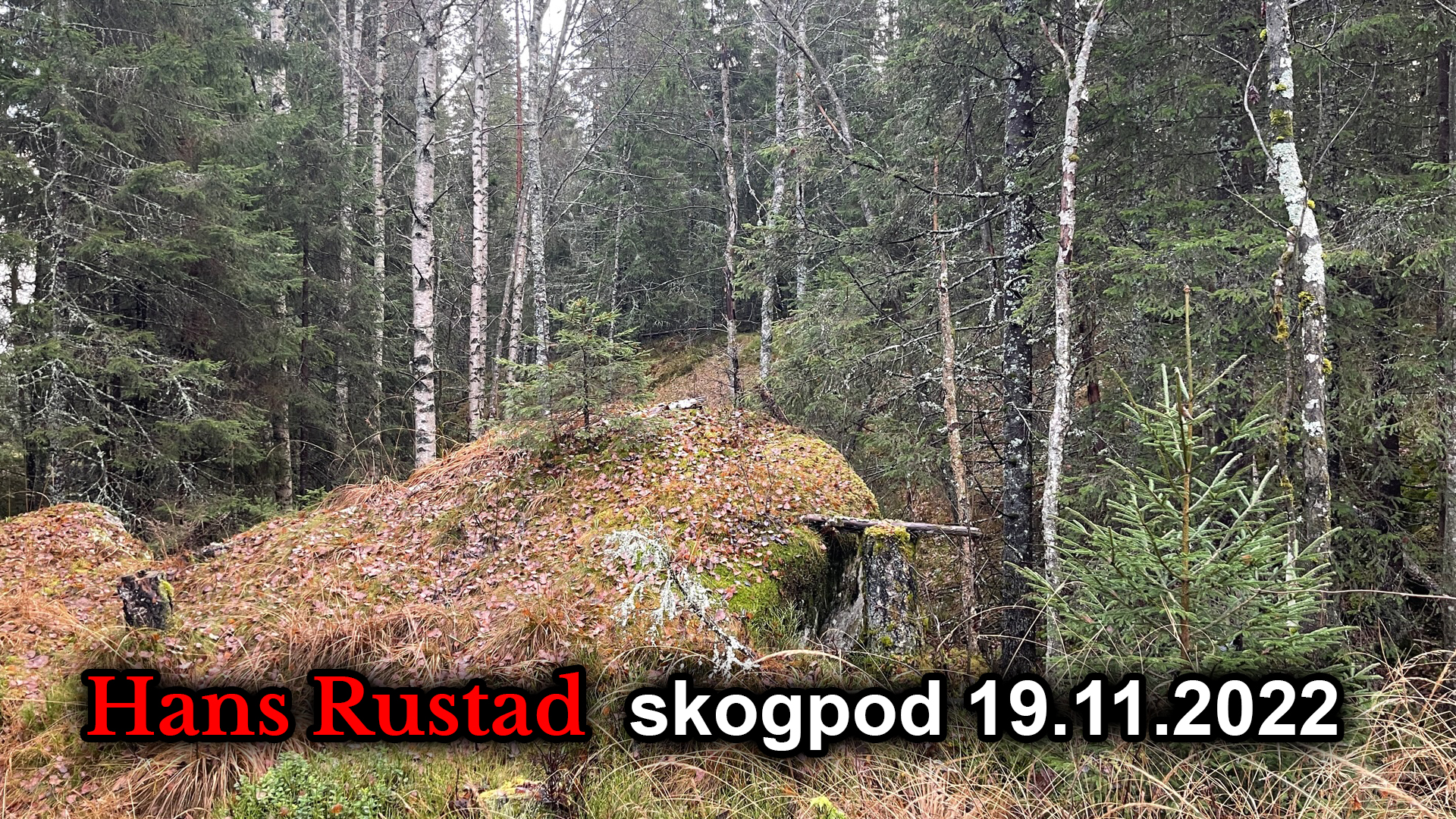 Skogpod 19. november: Sensurens klamme hånd&nbsp;<span>(+)</span>