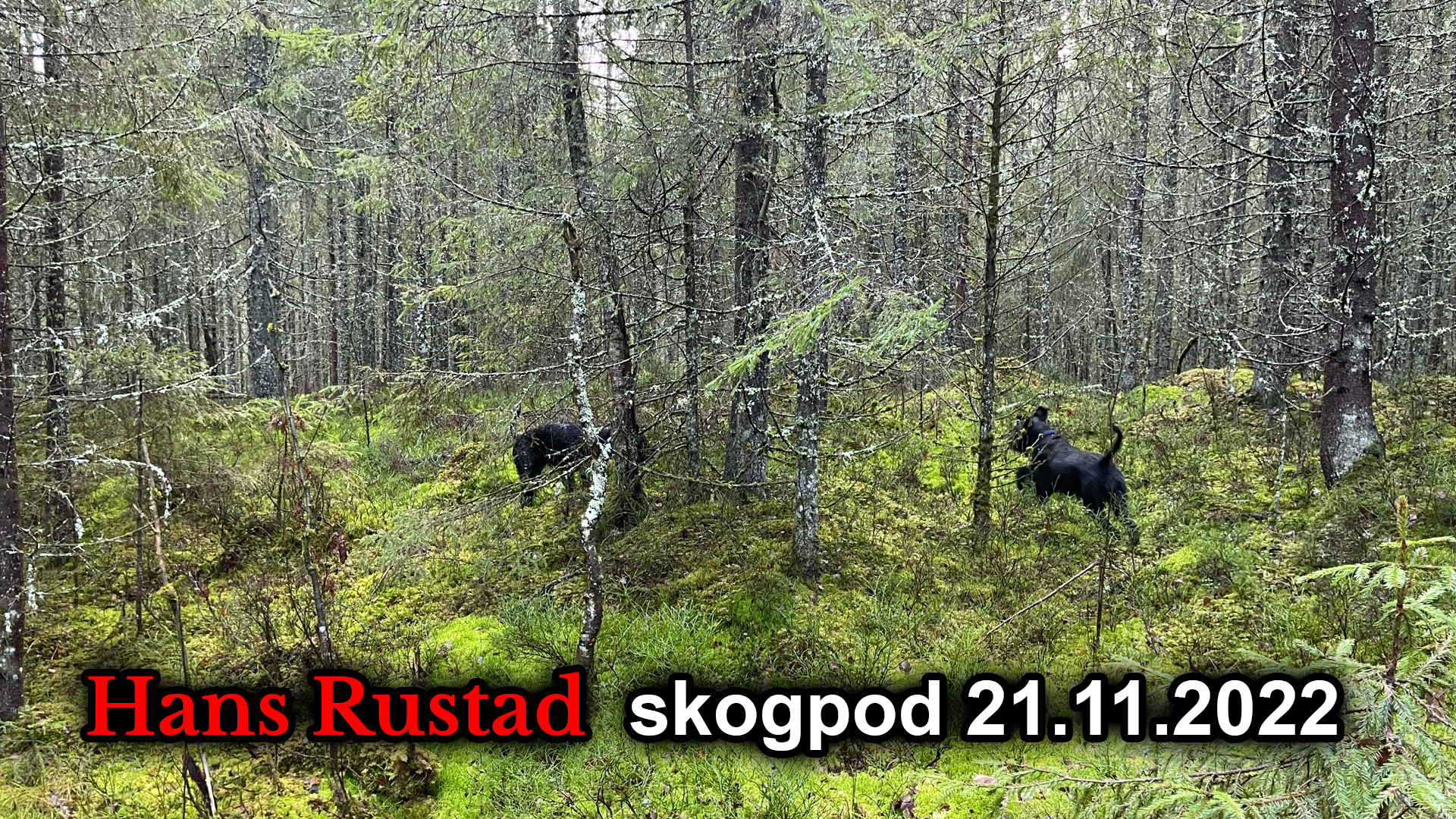 Skogpod 21. november: Vestens kulturimperialisme - verre enn noen gang&nbsp;<span>(+)</span>