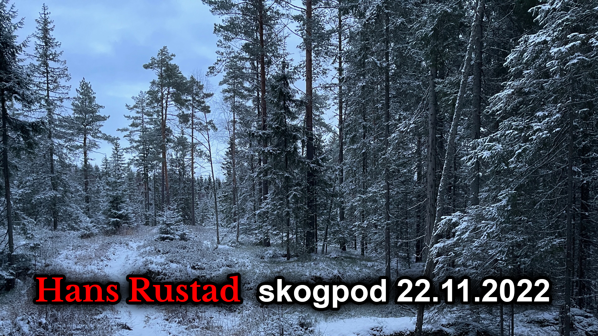 Skogpod 22. november: Mediene «taler sort»&nbsp;<span>(+)</span>