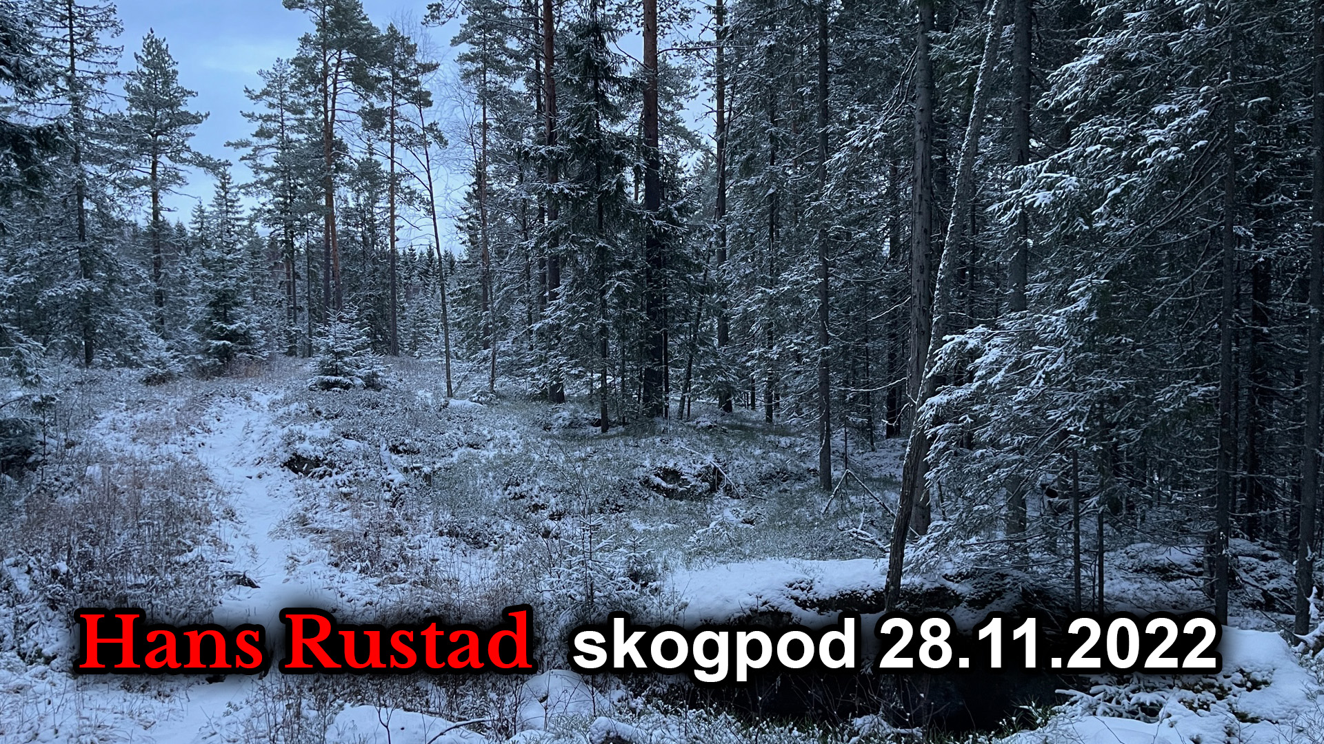 Skogpod 28. november: Spennende tider&nbsp;<span>(+)</span>