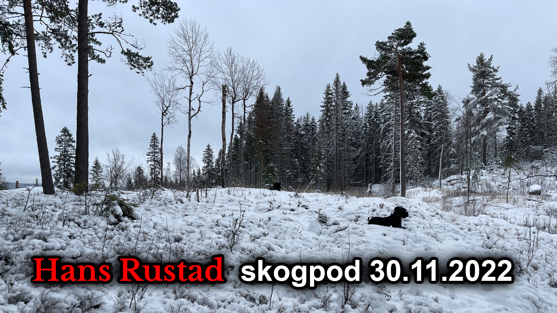 Skogpod 30. november: Styrkeprøven&nbsp;<span>(+)</span>