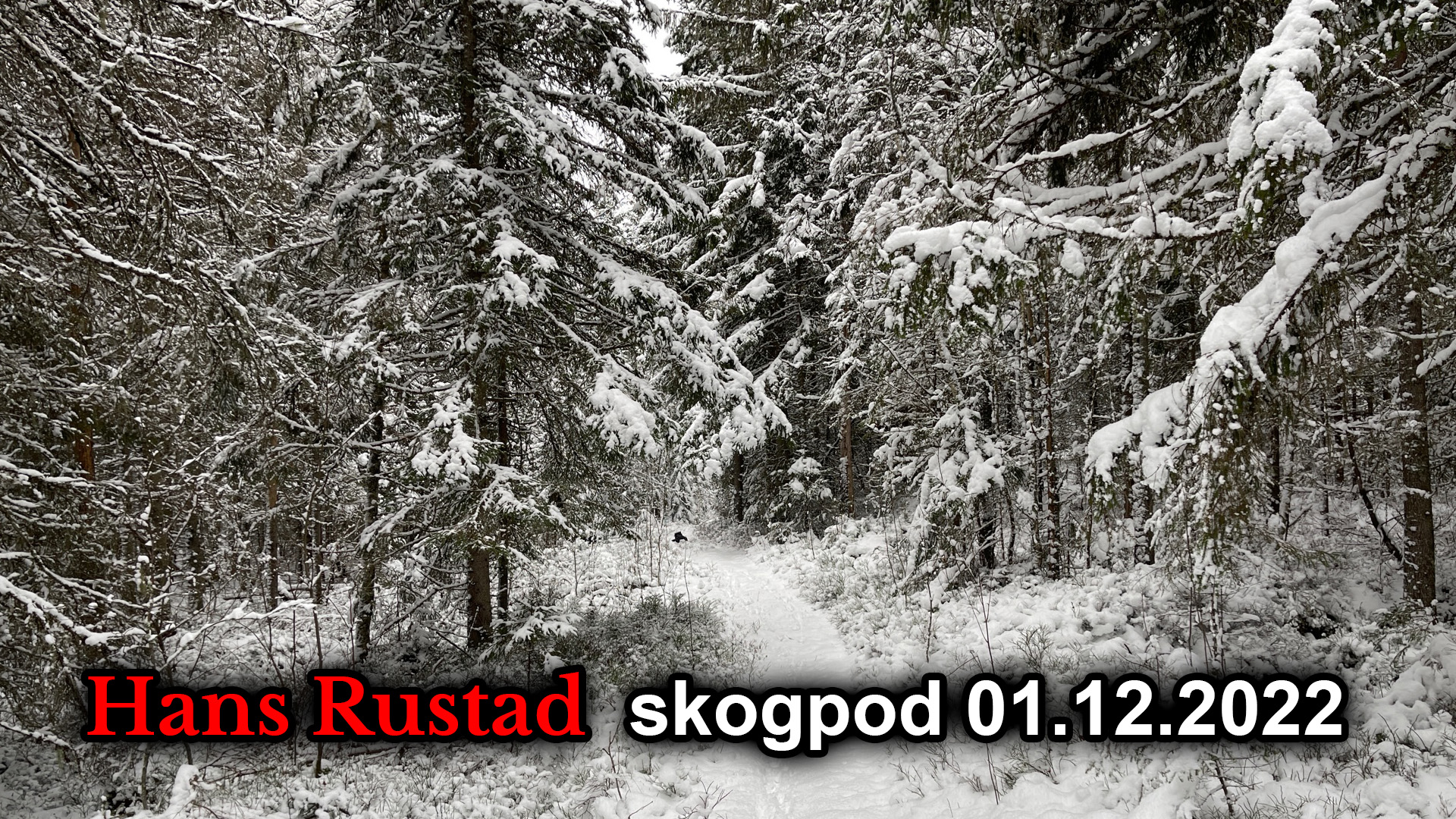 Skogpod 1. desember: Reservasjonsrett&nbsp;<span>(+)</span>