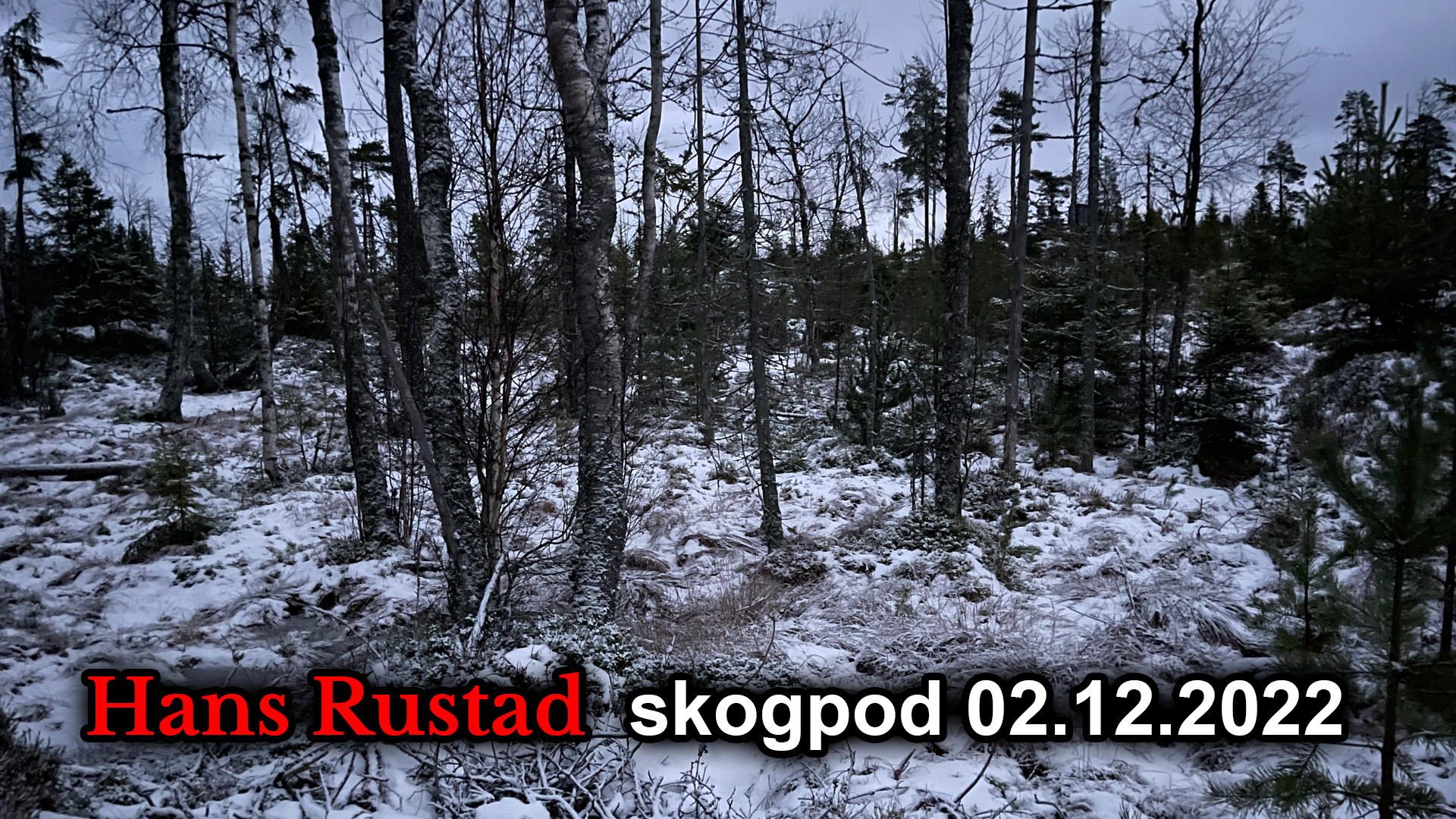 Skogpod 2. desember: Vi iler langsomt&nbsp;<span>(+)</span>