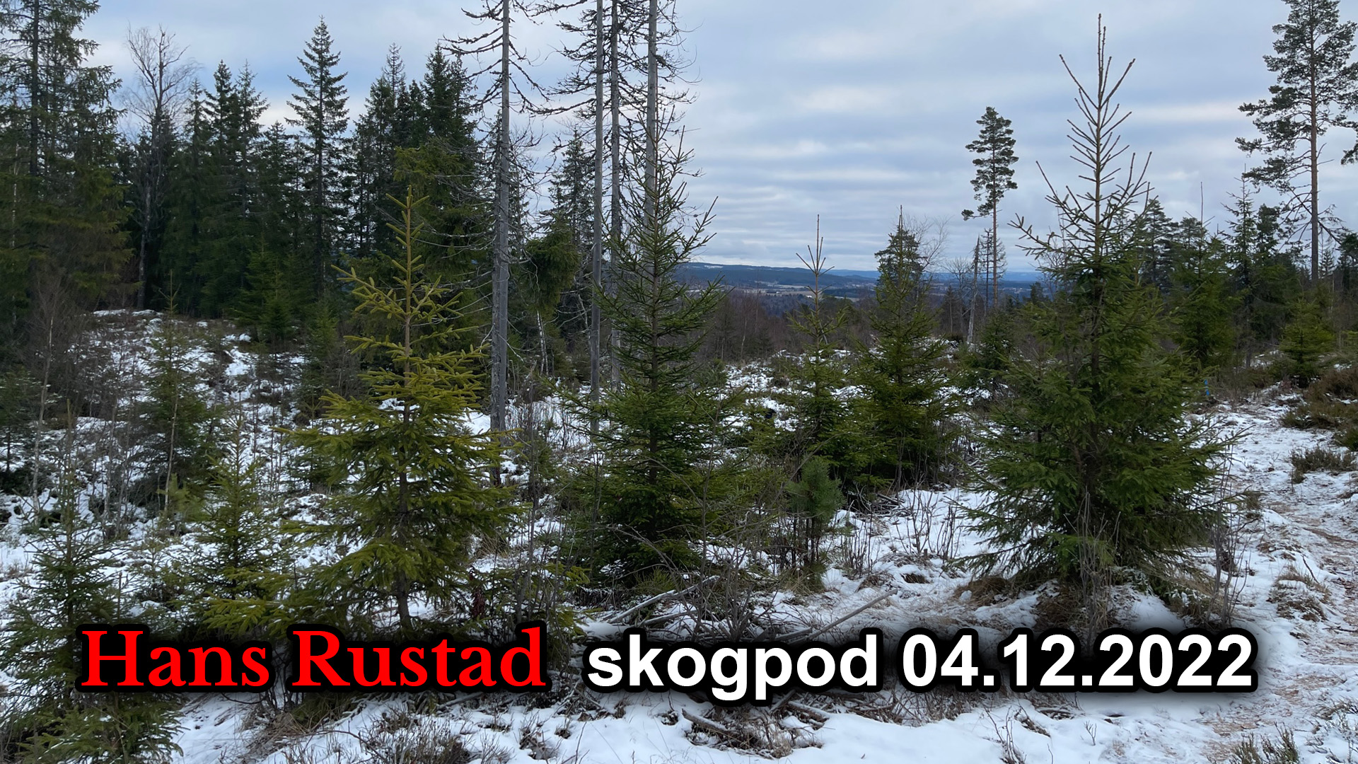 Skogpod 4. desember: Coverup av coverup&nbsp;<span>(+)</span>