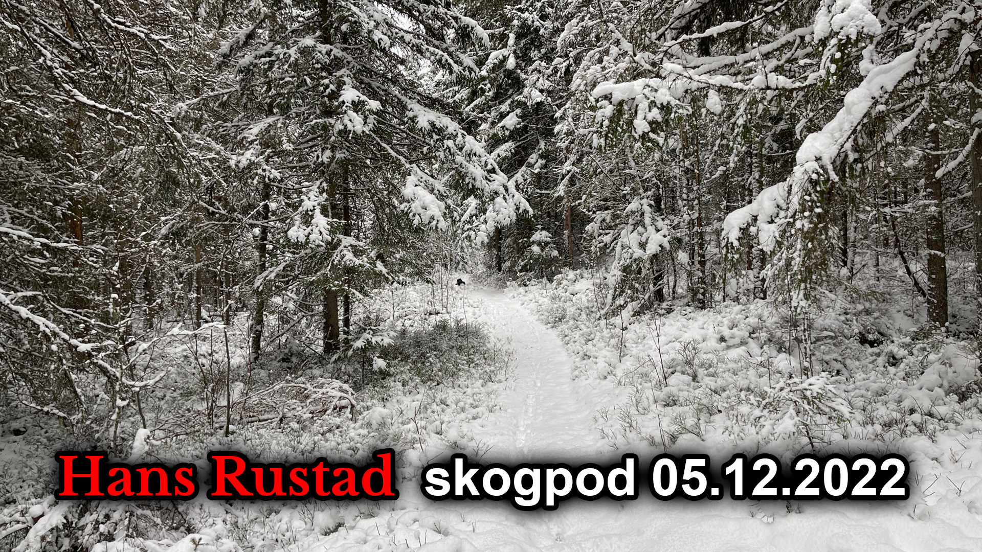 Skogpod 5. desember: Ingen vei tilbake&nbsp;<span>(+)</span>