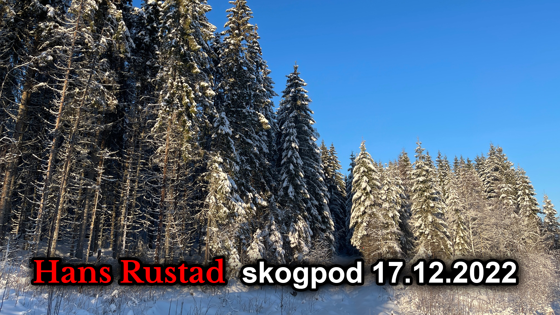 Skogpod 17. desember: Vi må gjøre det riktig denne gang&nbsp;<span>(+)</span>