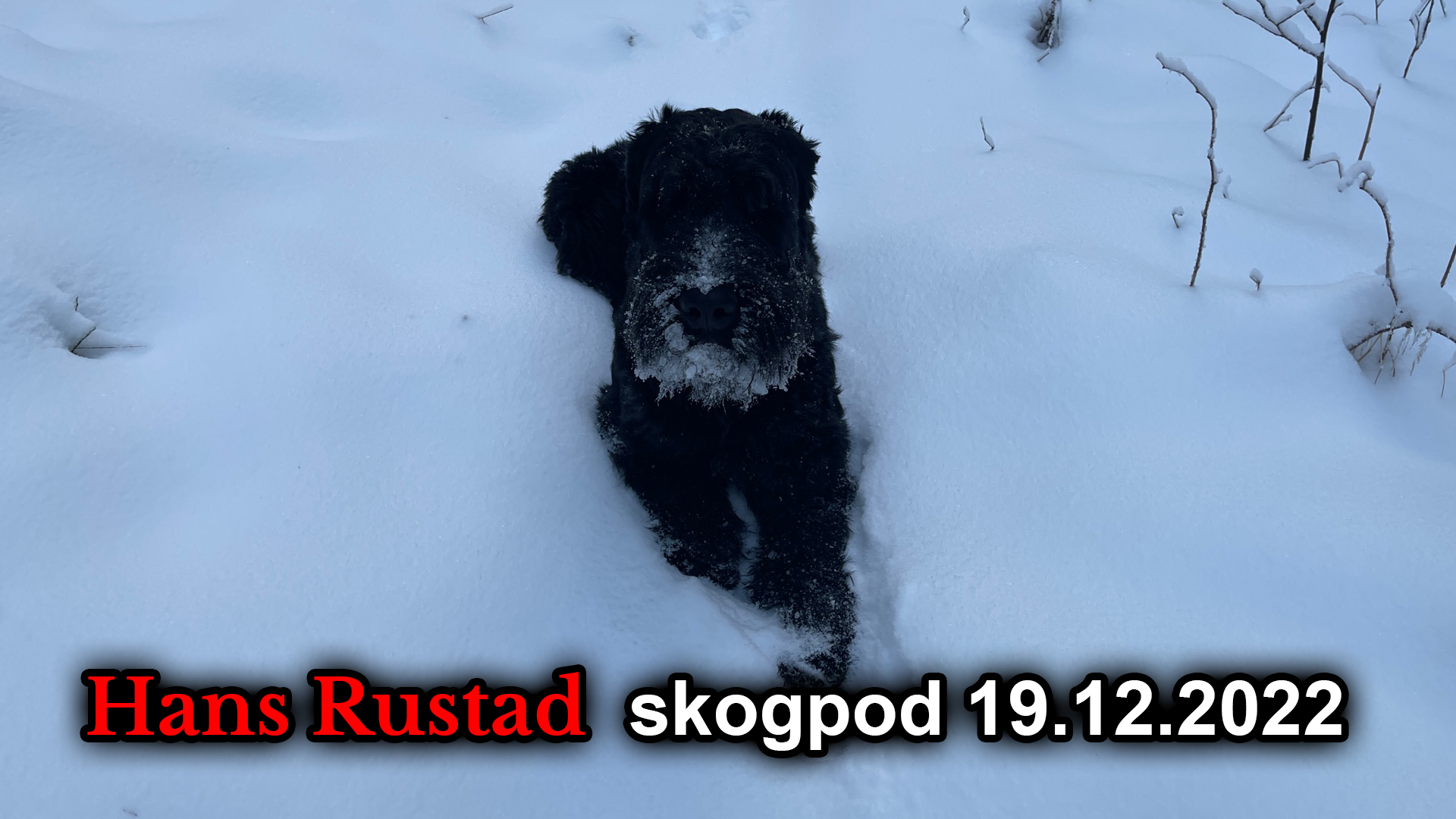 Skogpod 19. desember: Blåser hue av deg&nbsp;<span>(+)</span>