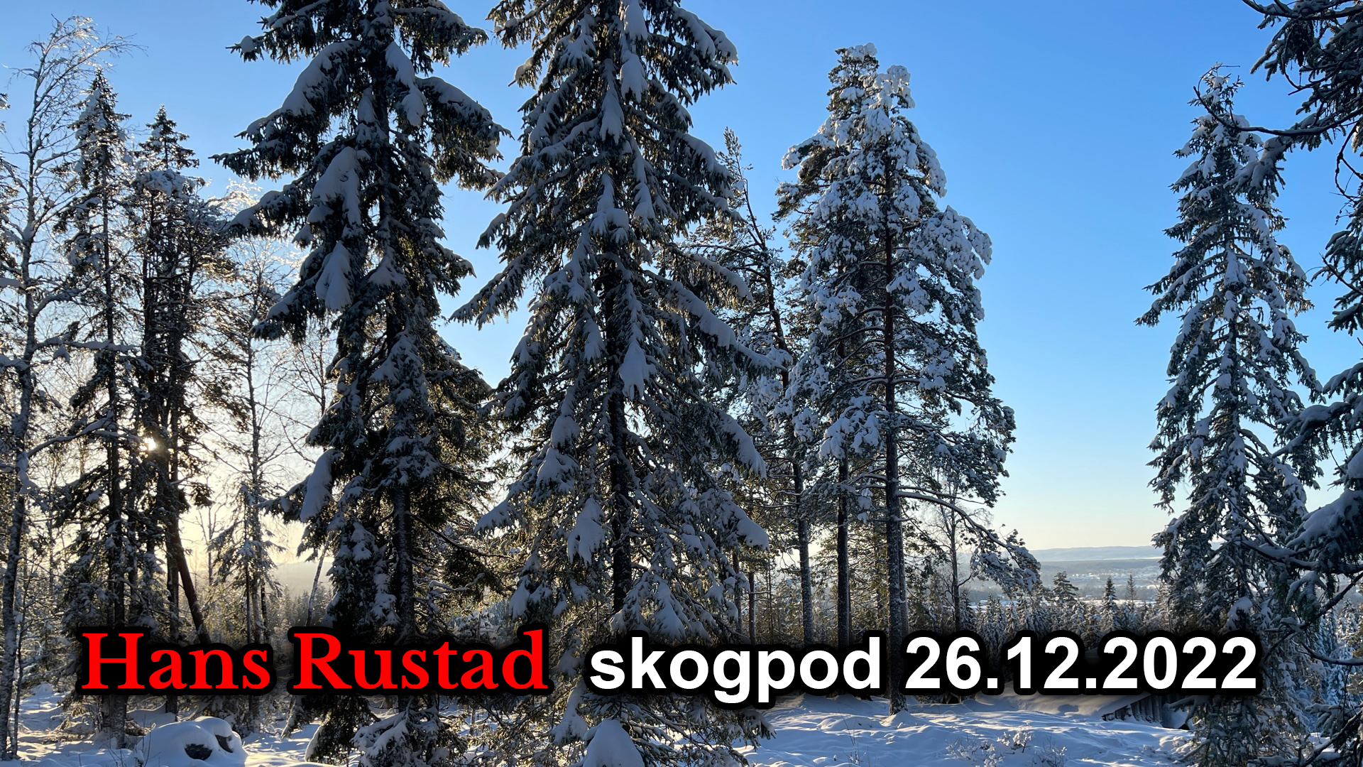 Skogpod 26. desember: Du nøster i en tråd og finner en annen&nbsp;<span>(+)</span>