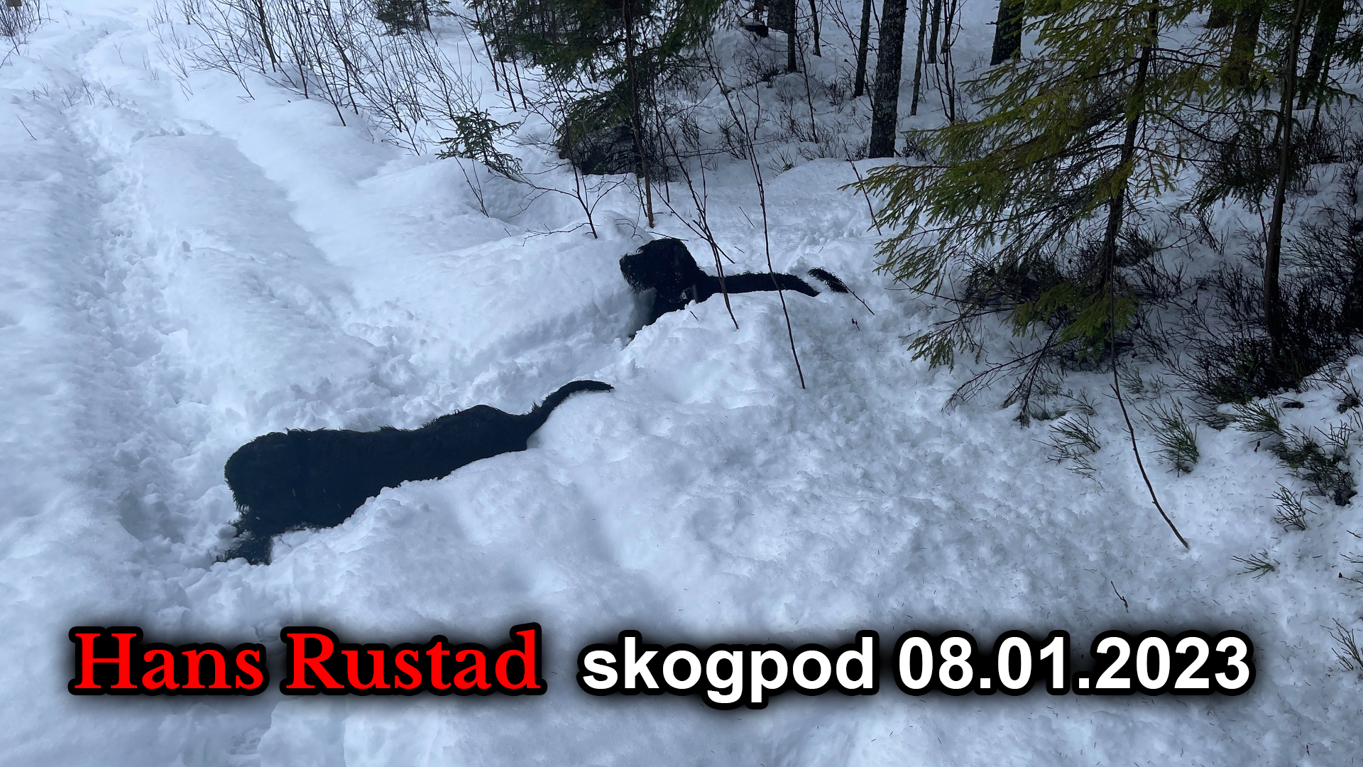 Skogpod 8. desember: Kanskje vi skulle kalle den krigsprisen?&nbsp;<span>(+)</span>