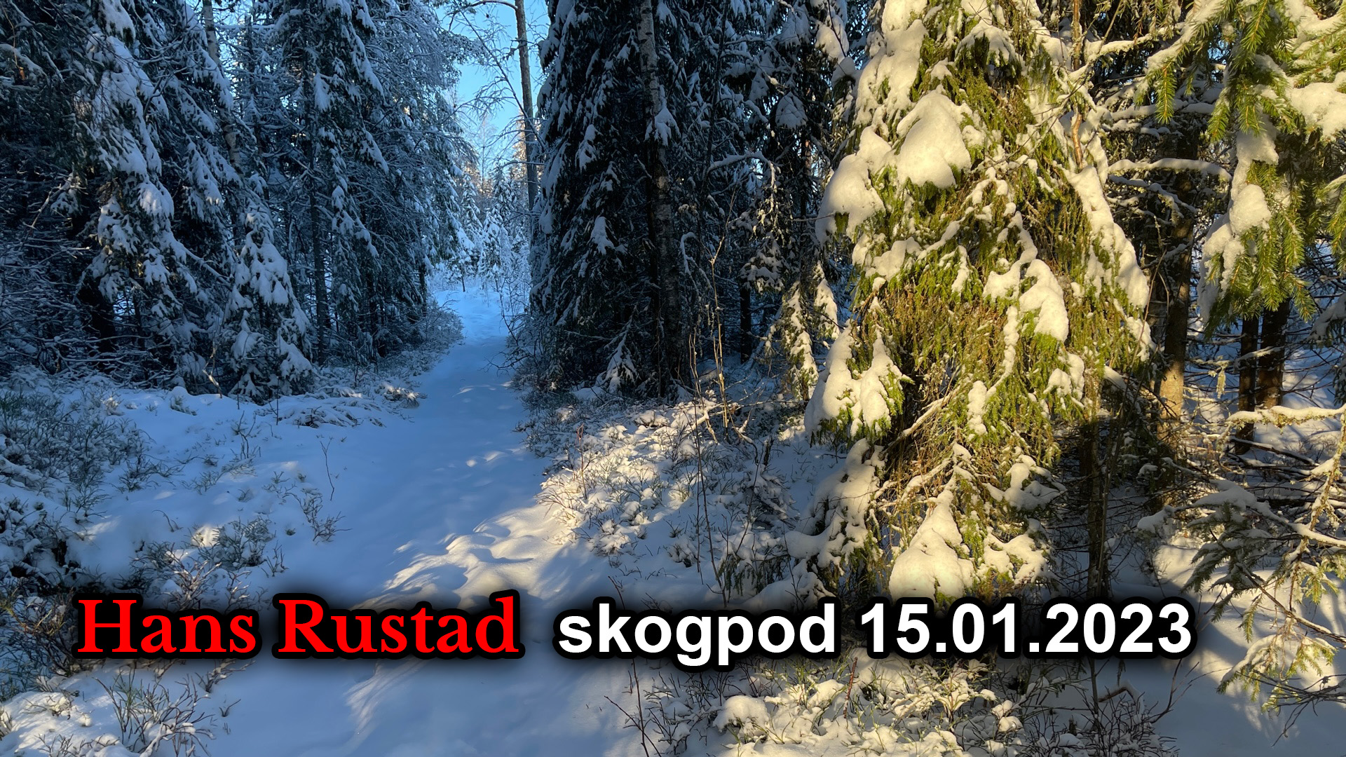 Skogpod 15. januar: USA styres av en "komite" som har bestemt at Biden skal ut&nbsp;<span>(+)</span>