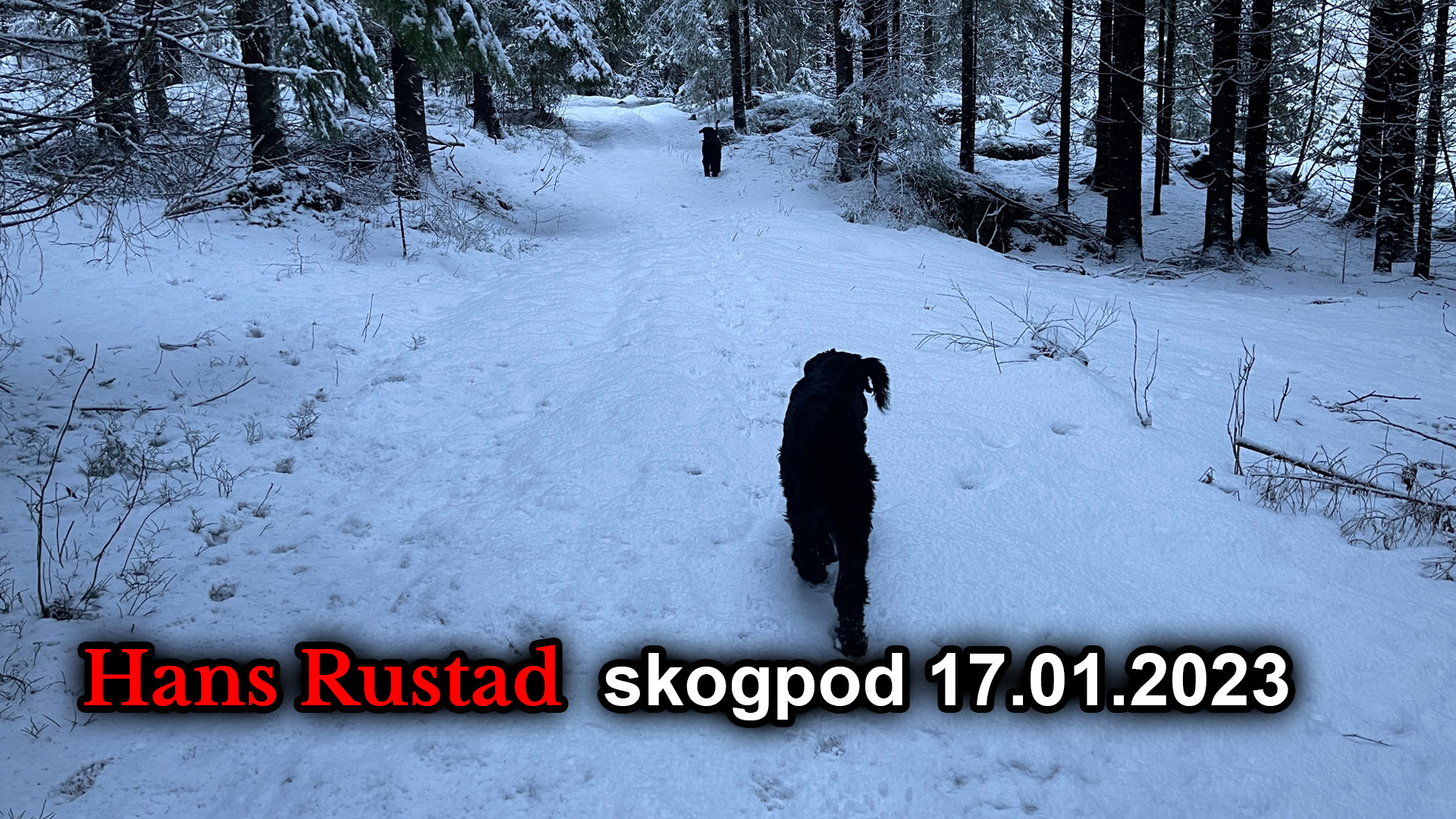 Skogpod 17. januar: Opprør eller fatalisme&nbsp;<span>(+)</span>