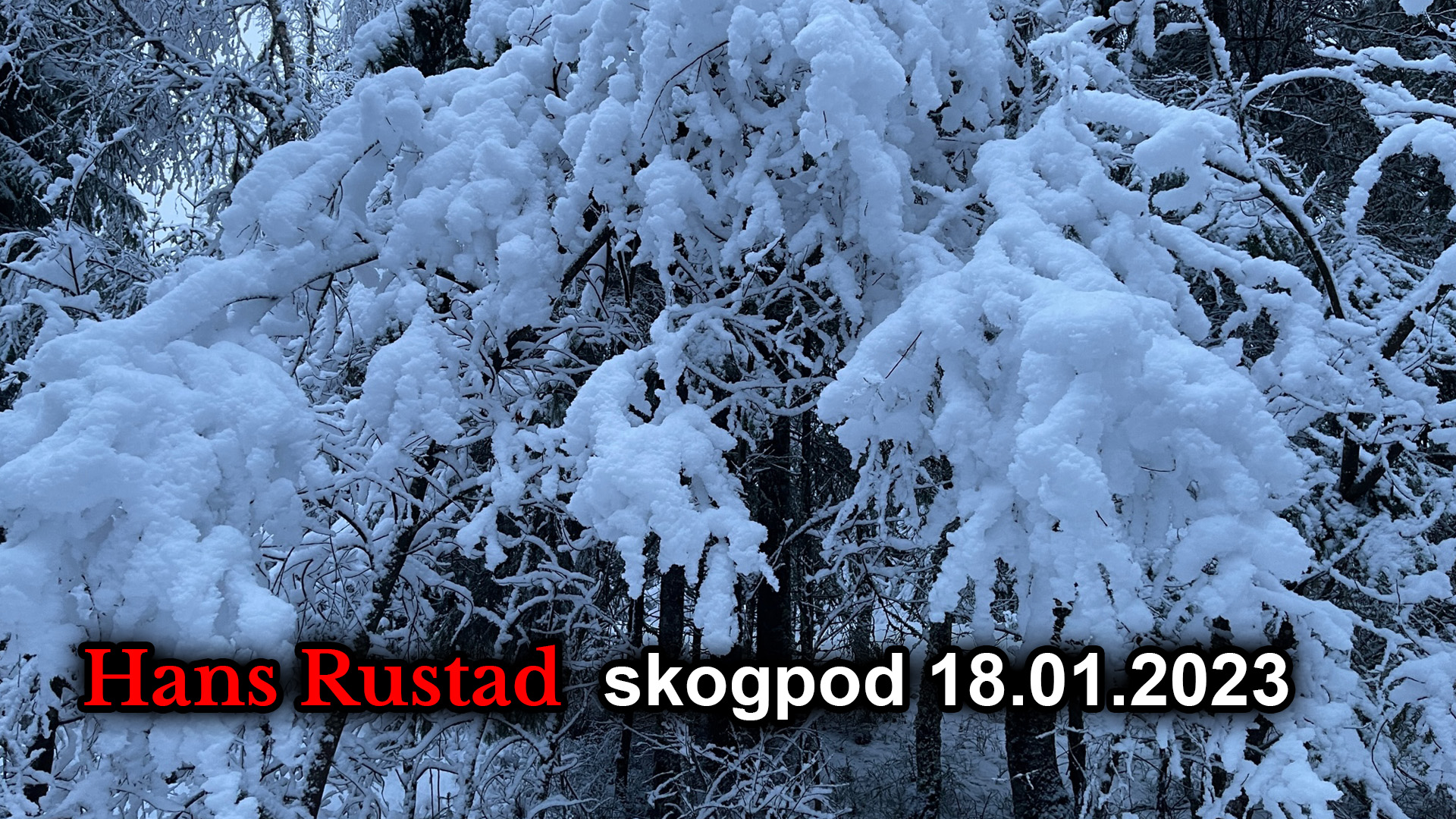 Skogpod 18. januar: Hvis du ser saken fra to sider er du putinist&nbsp;<span>(+)</span>