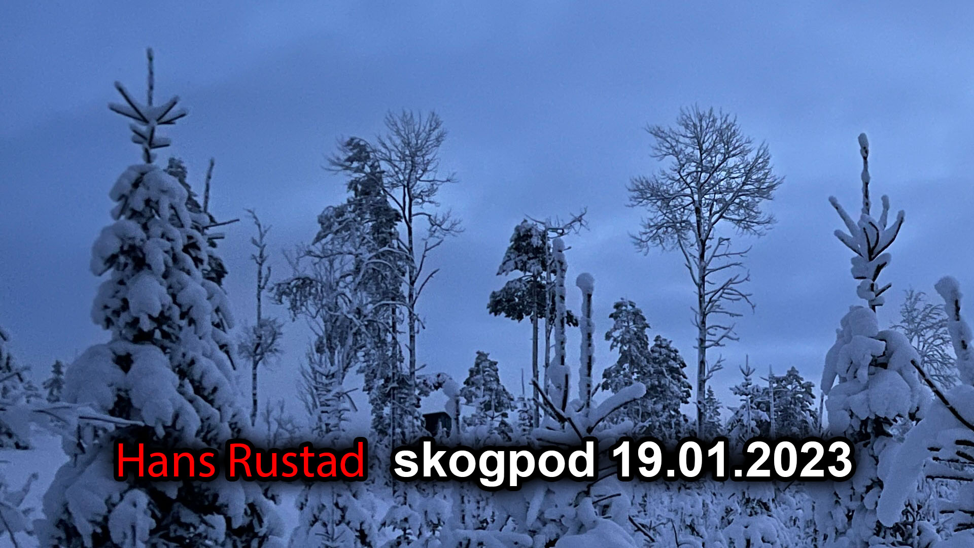 Skogpod 19. januar: Verdier du ikke ser fordi du er oppflasket på dem&nbsp;<span>(+)</span>