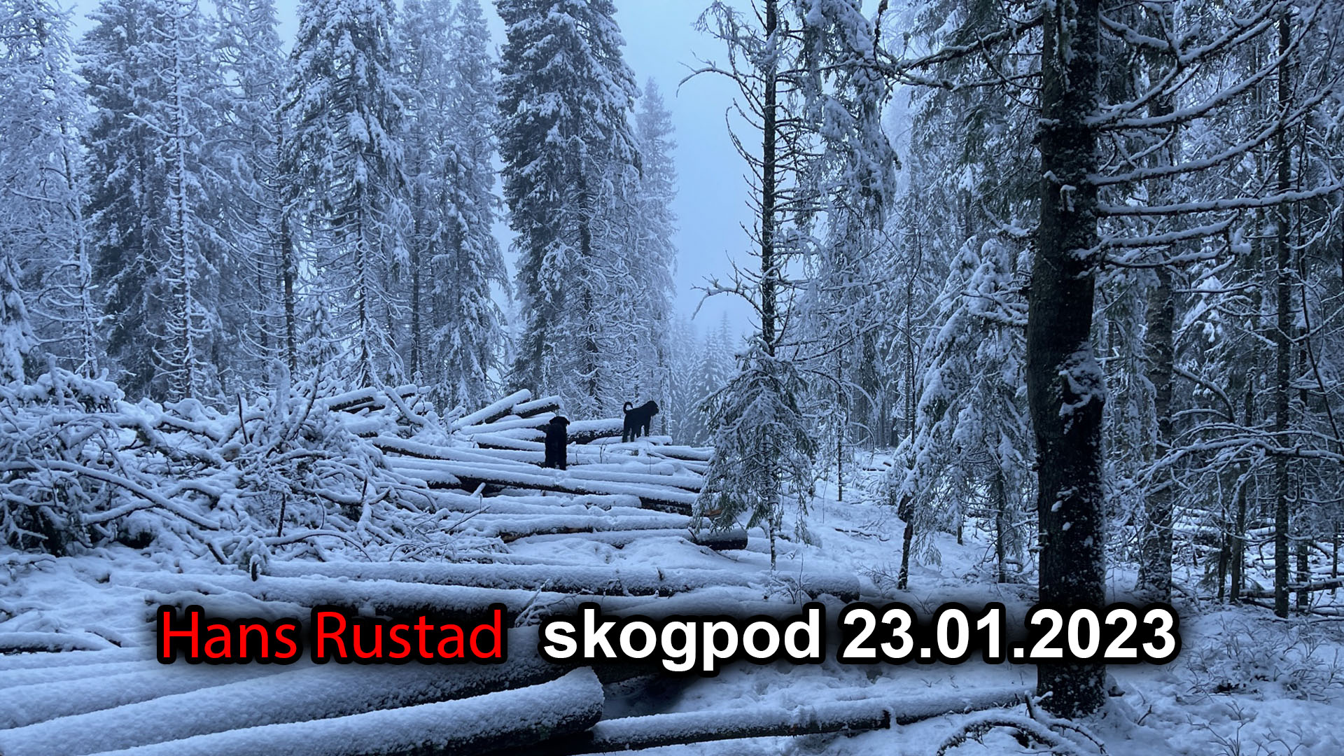 Skogpod 23. januar: Fra Rio Grande til Stockholm&nbsp;<span>(+)</span>