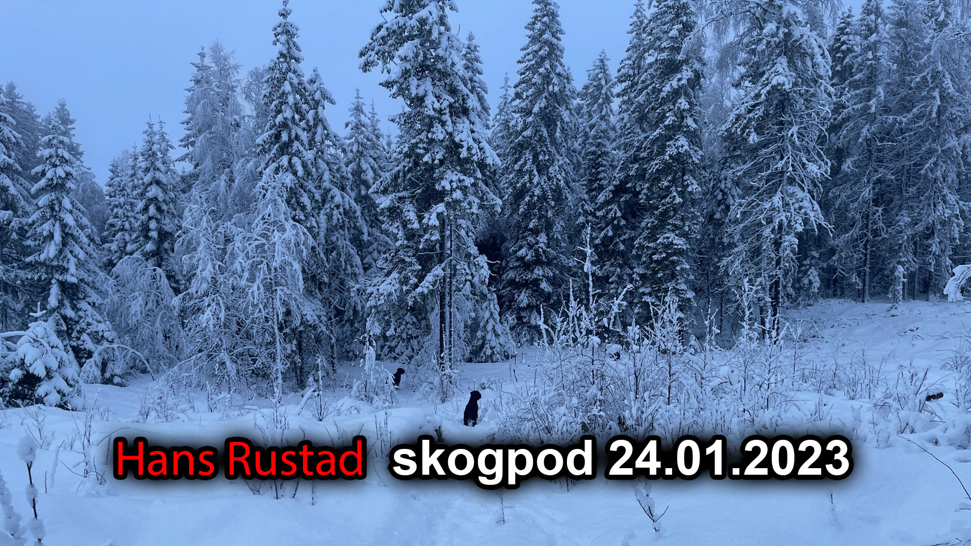 Skogpod 24. januar: Neste Krigspsykose&nbsp;<span>(+)</span>