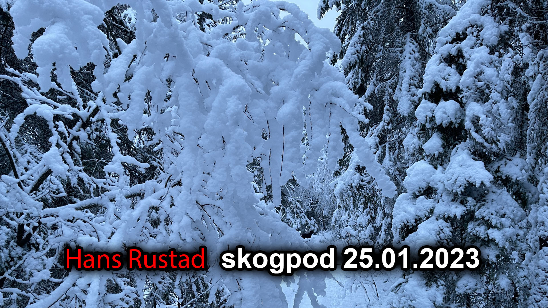 Skogpod 25. januar: Total inkonsekvens&nbsp;<span>(+)</span>