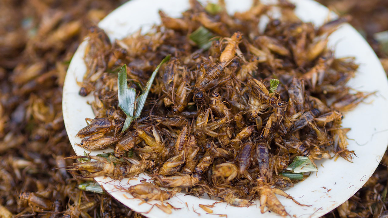 Igår ble insekter lovlig mat i EU&nbsp;<span>(+)</span>