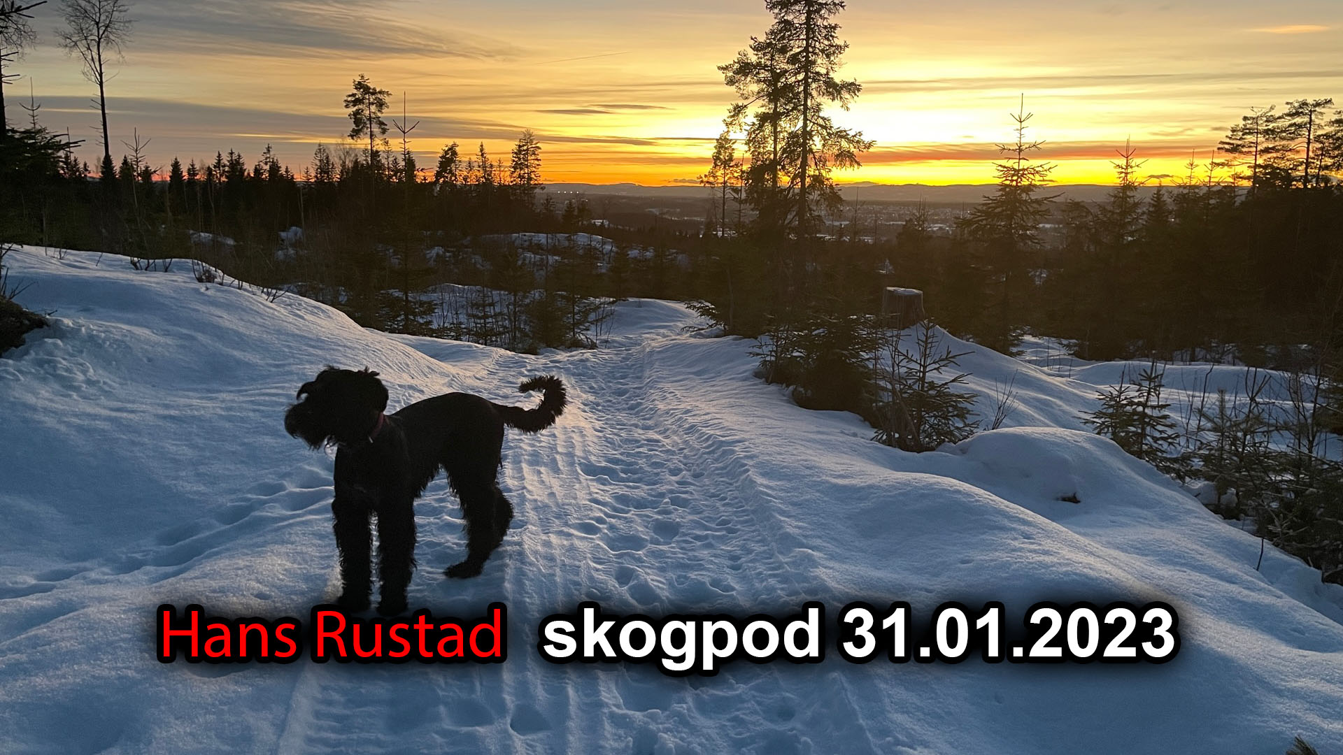 Skogpod 31. januar: Viktigheten av å si nei&nbsp;<span>(+)</span>