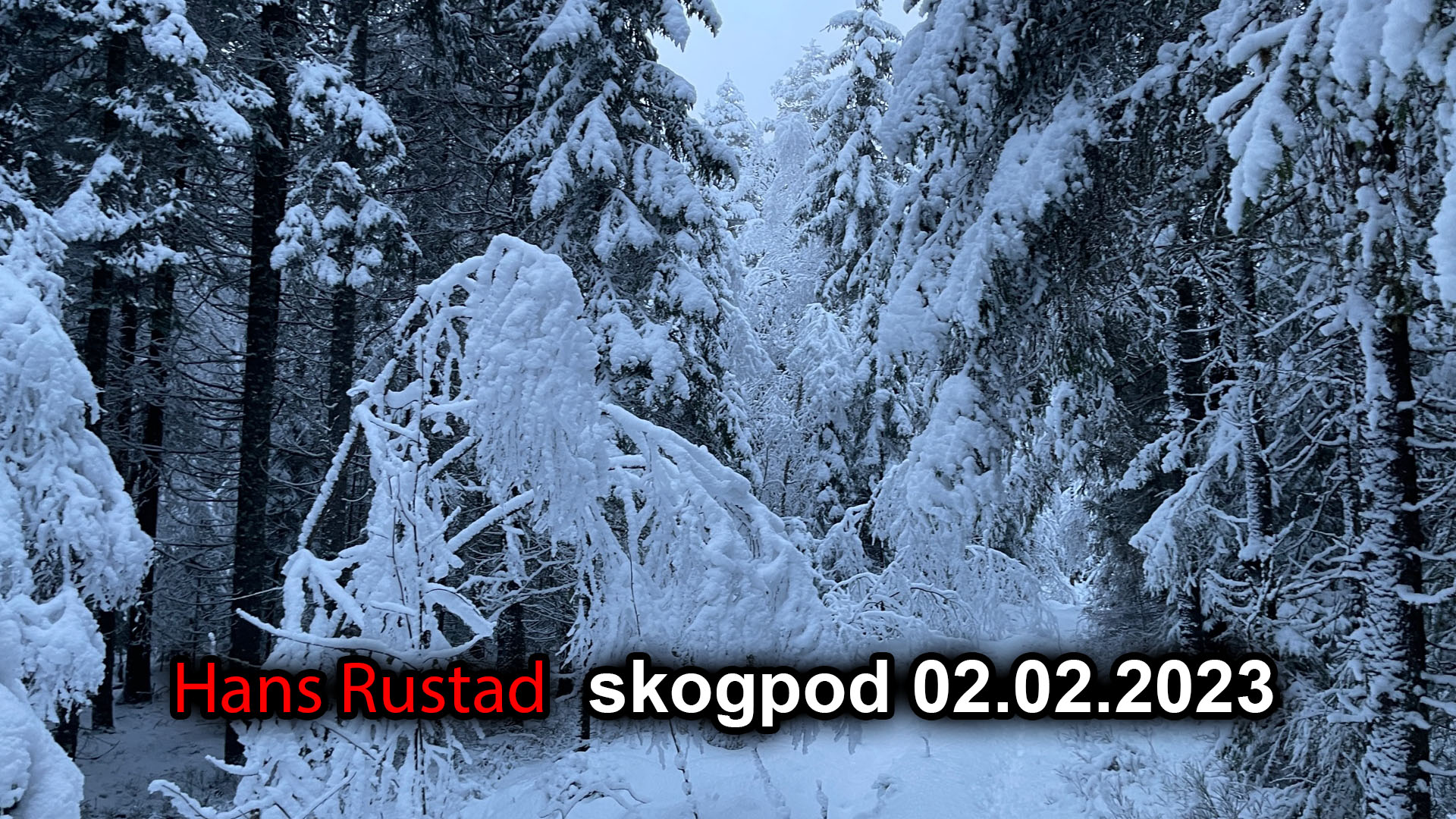 Skogpod 2. februar: Vendepunktet&nbsp;<span>(+)</span>