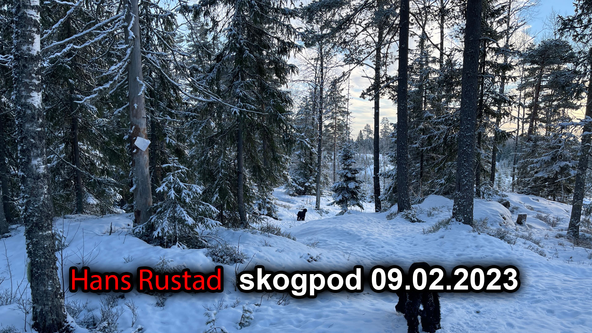 Skogpod 9. februar: Klokken tikker&nbsp;<span>(+)</span>