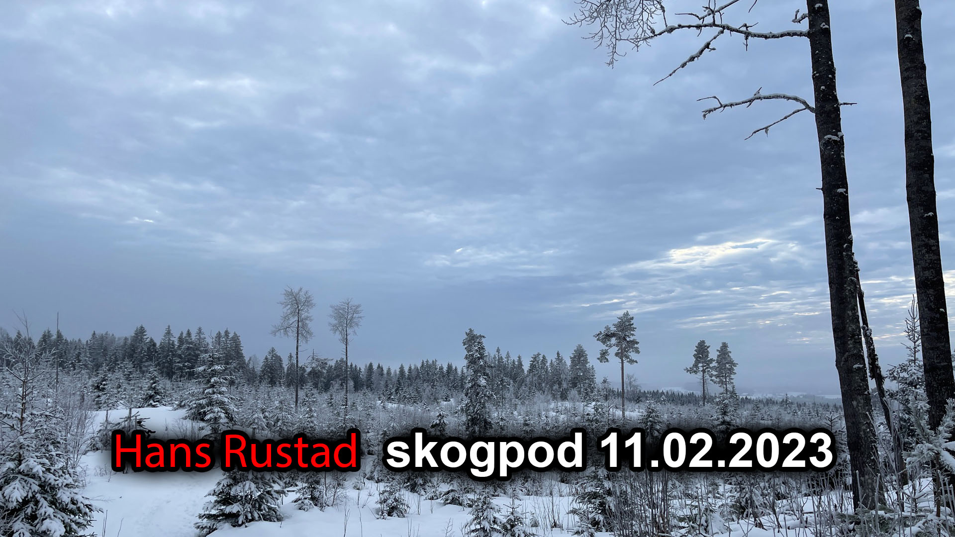 Skogpod 11. februar: Kina fremprovoserer en reaksjon&nbsp;<span>(+)</span>