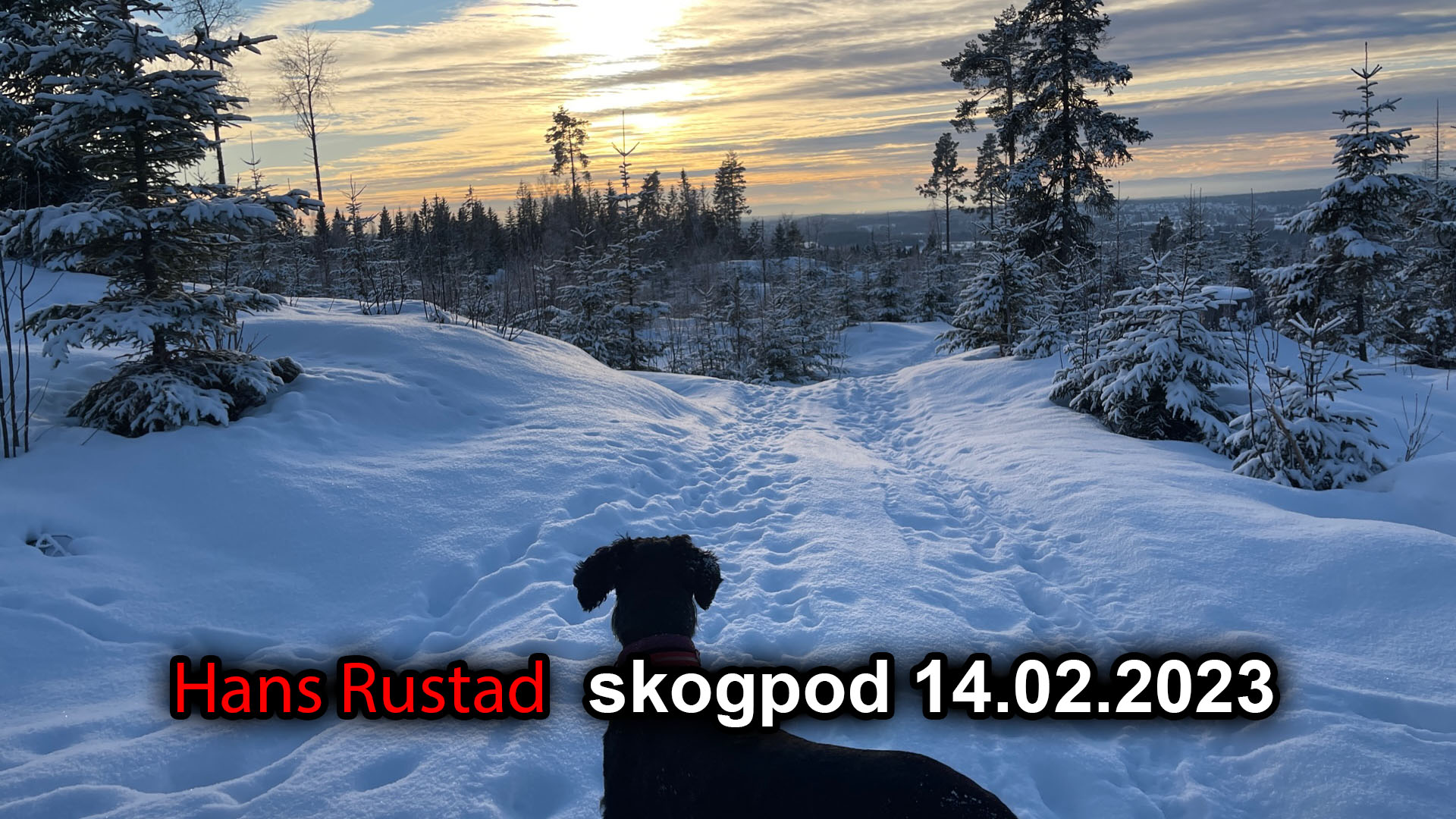 Skogpod 14. februar: «Uredd» betyr i dag å være enig med flertallet&nbsp;<span>(+)</span>