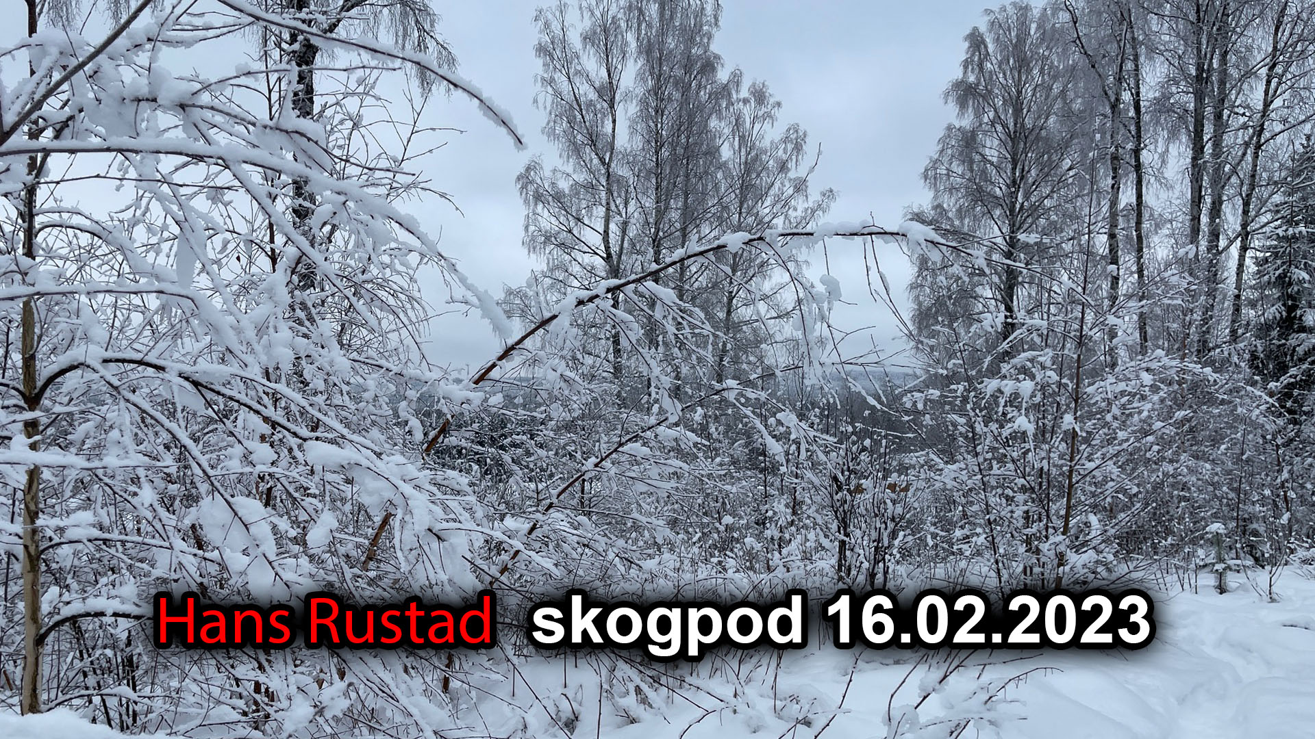 Skogpod 16. februar: Pandoras eske&nbsp;<span>(+)</span>