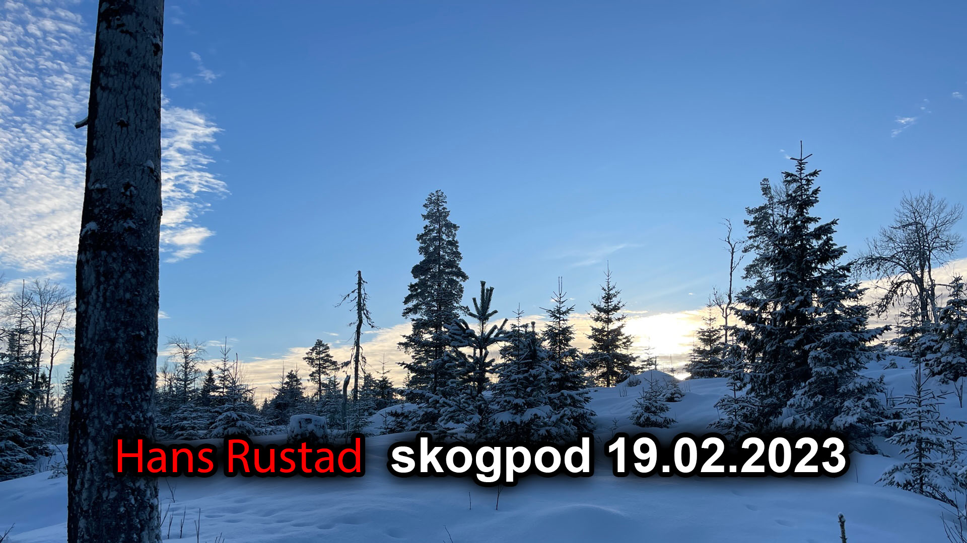 Skogpod 19. april: Vi vil ikke en gang innrømme at vi lever i løgnen&nbsp;<span>(+)</span>