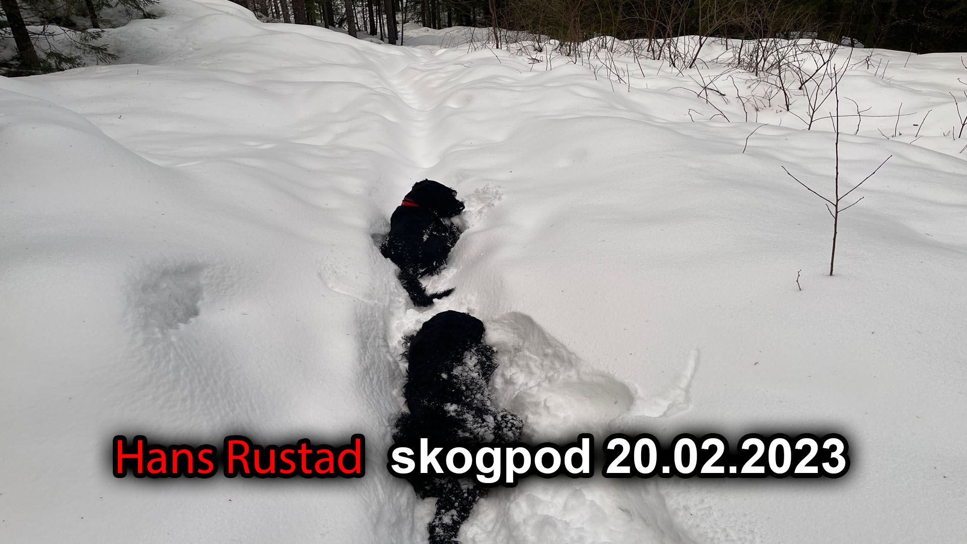 Skogpod 20. februar Grenseløse forretninger&nbsp;<span>(+)</span>