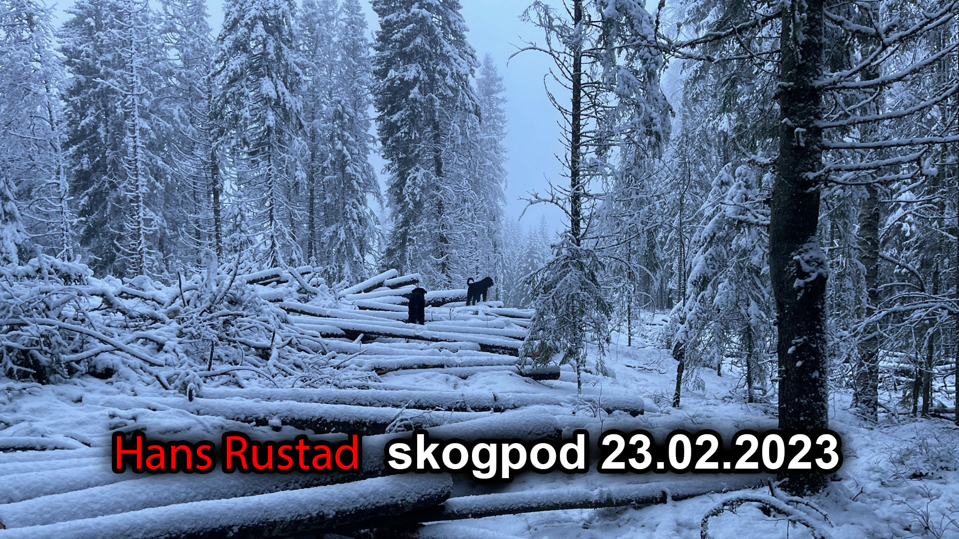 Skogpod 23. februar: Medisinen finnes i USA&nbsp;<span>(+)</span>