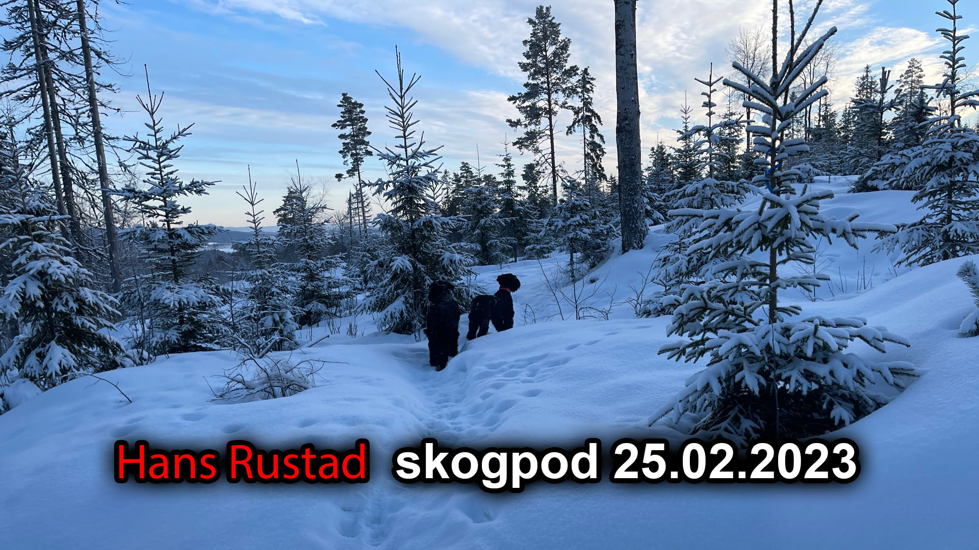 Skogpod 25. februar: Nattsvermere&nbsp;<span>(+)</span>
