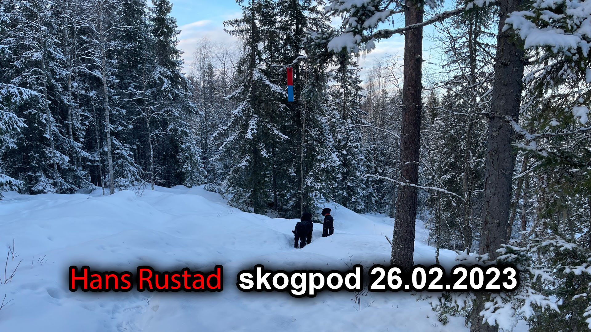 Skogpod 26.februar: Brutaliseringen av Amerika&nbsp;<span>(+)</span>