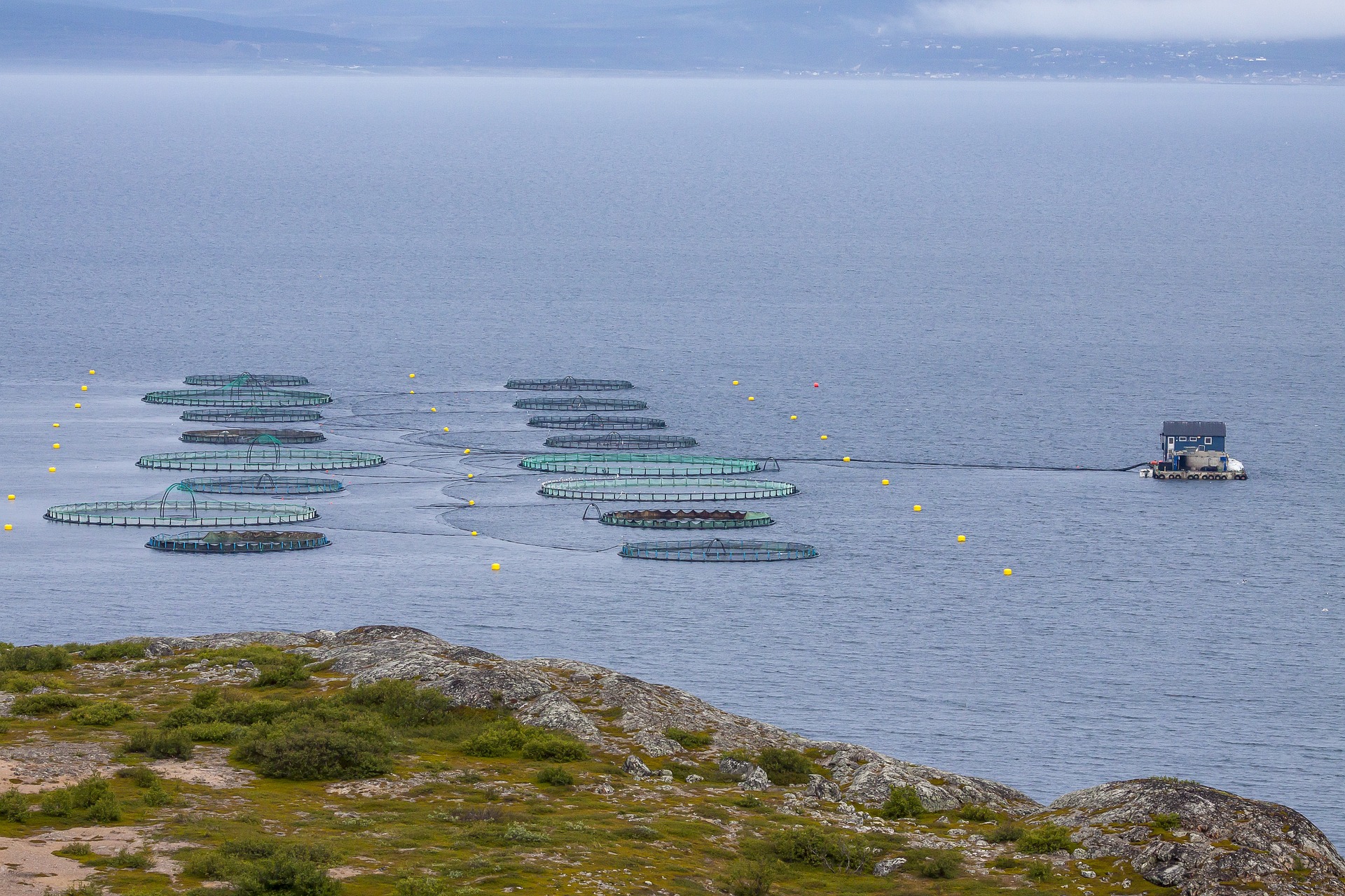 Sjømat Norge: Investeringer for 40 milliarder lagt på is&nbsp;<span>(+)</span>