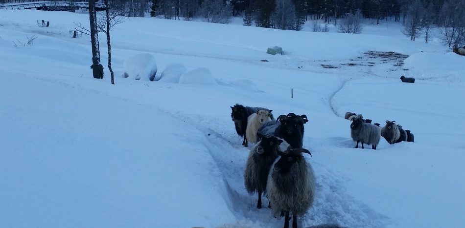 FN (og NTB) må bestemme seg for om norsk ku og sau er farligst for helsa eller klimaet&nbsp;<span>(+)</span>