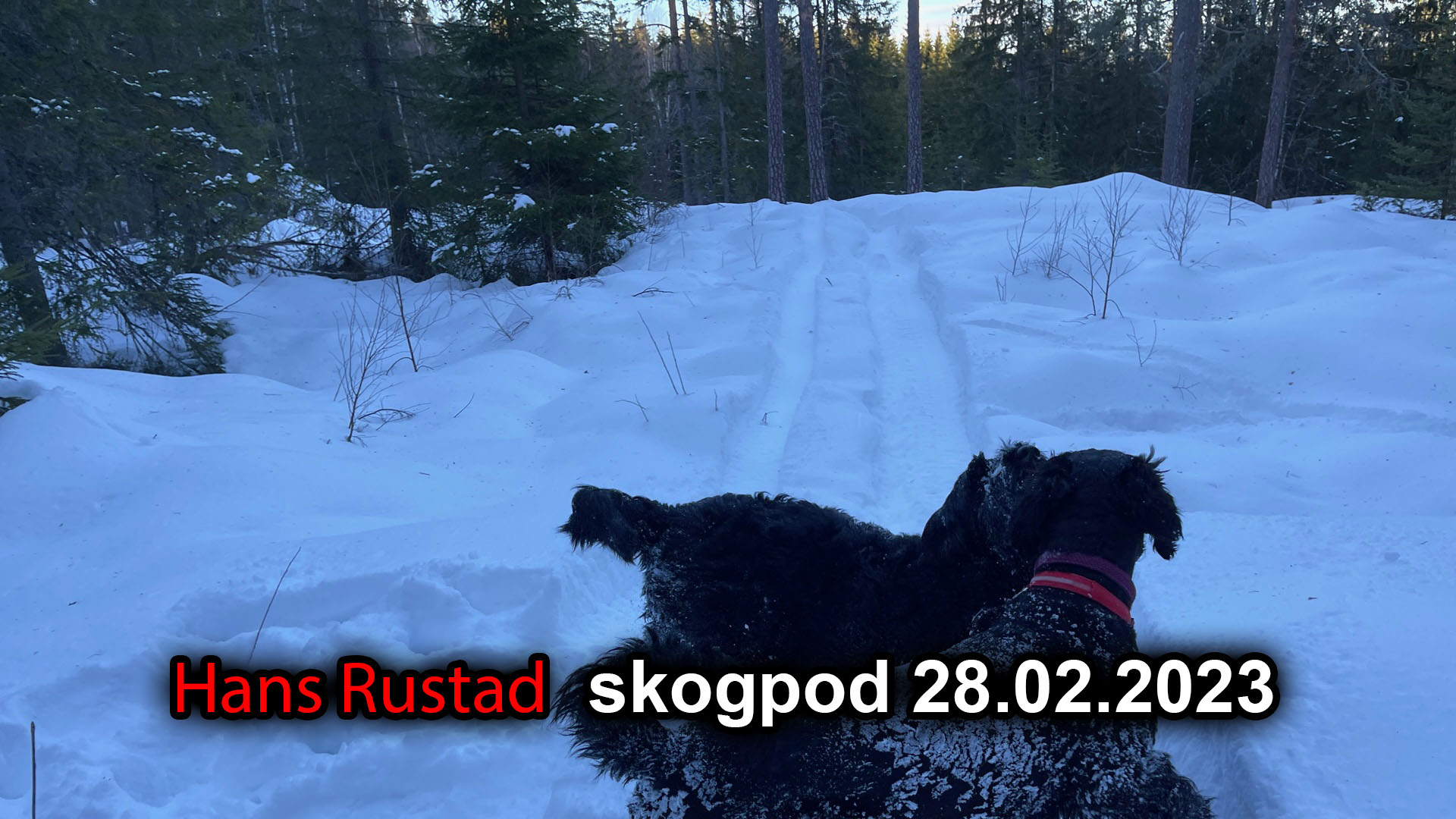 Skogpod 28. februar: Regjeringen skjønner ingenting&nbsp;<span>(+)</span>