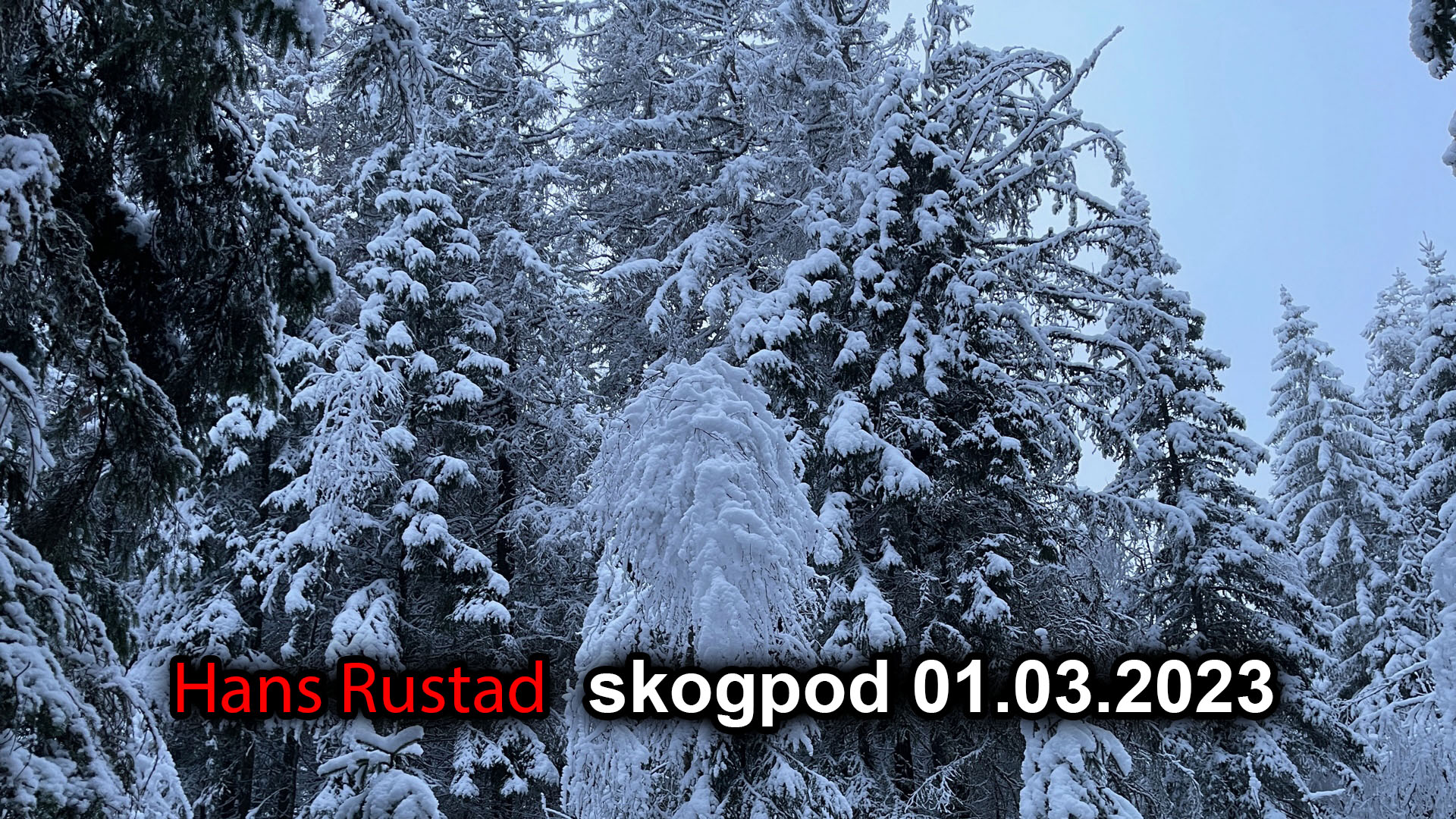 Skogpod 1. mars Myndighetene vil ha kontroll over mediene&nbsp;<span>(+)</span>