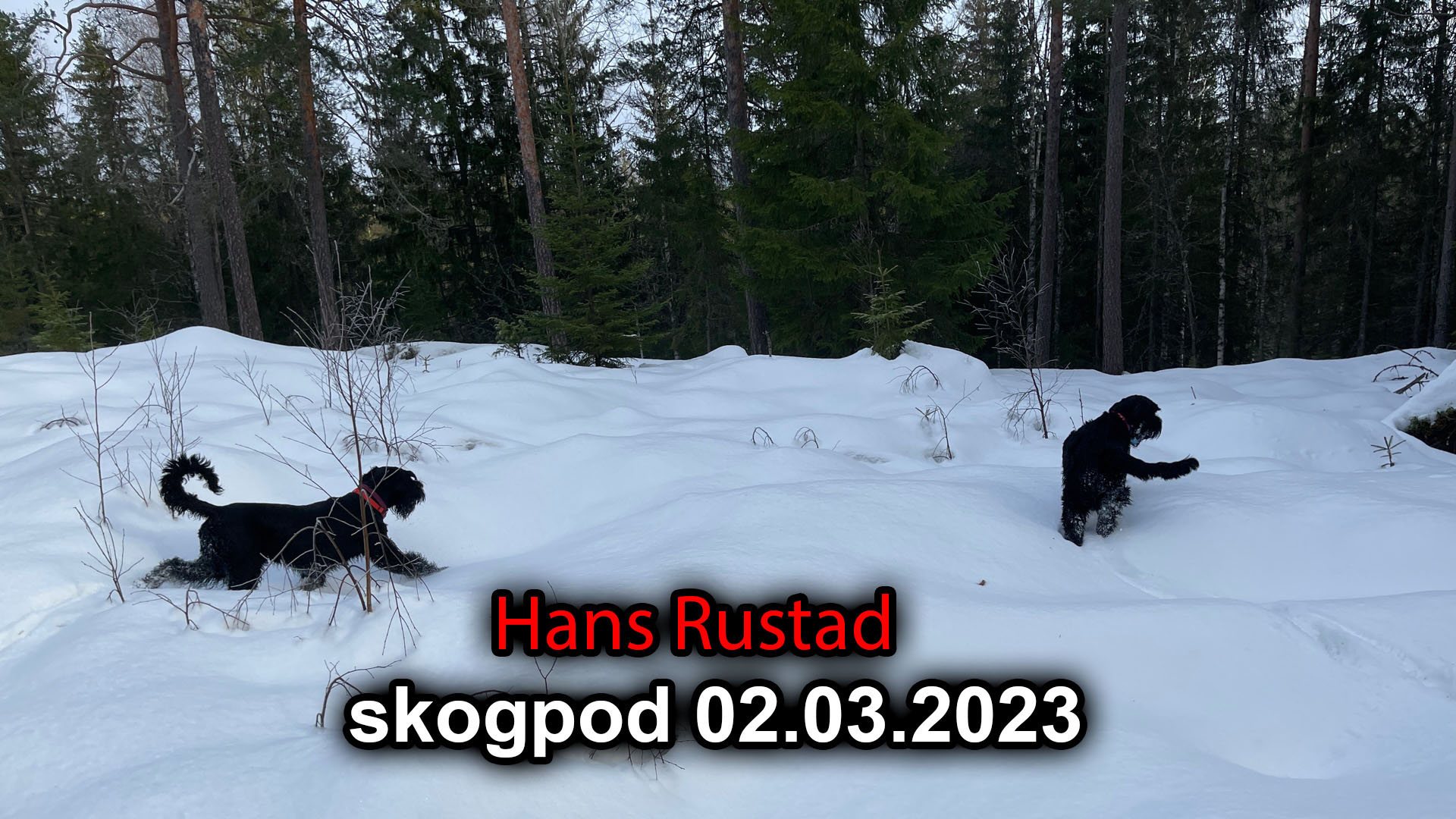 Skogpod 2. Mars, 2023: På vei mot Rwanda&nbsp;<span>(+)</span>
