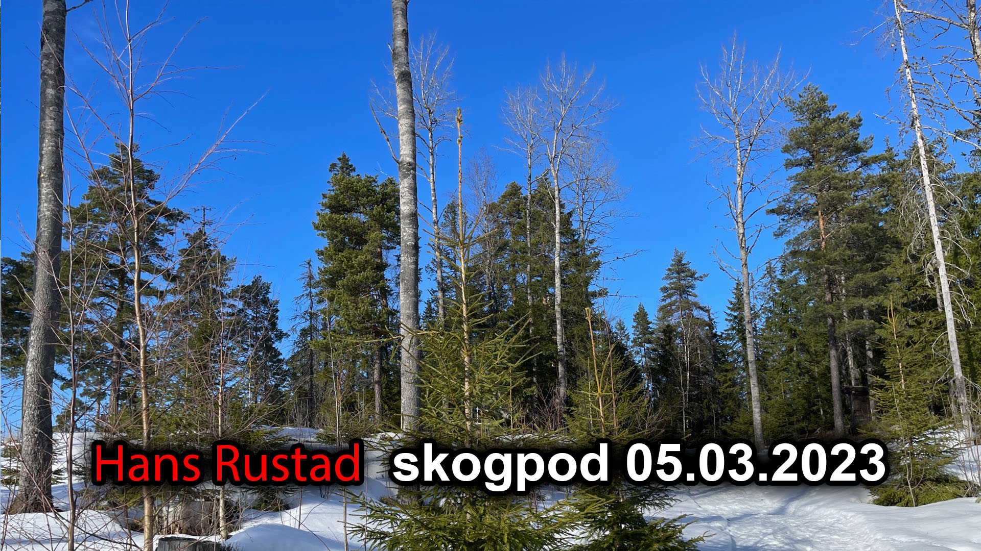 Skogpod 5. mars: Vi har gått over en grense&nbsp;<span>(+)</span>