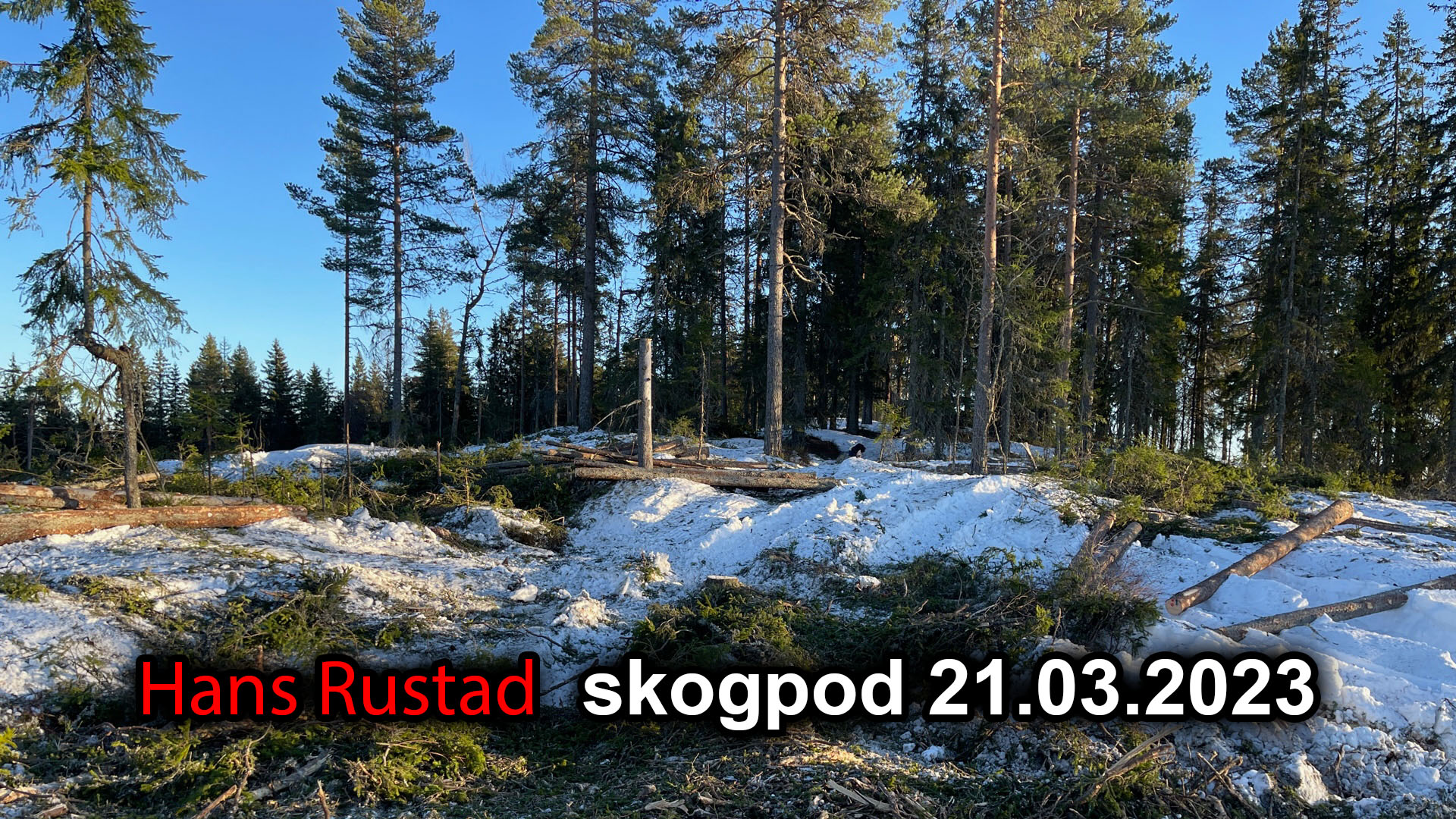 Skogpod 21. mars 2023: The Last of Us&nbsp;<span>(+)</span>