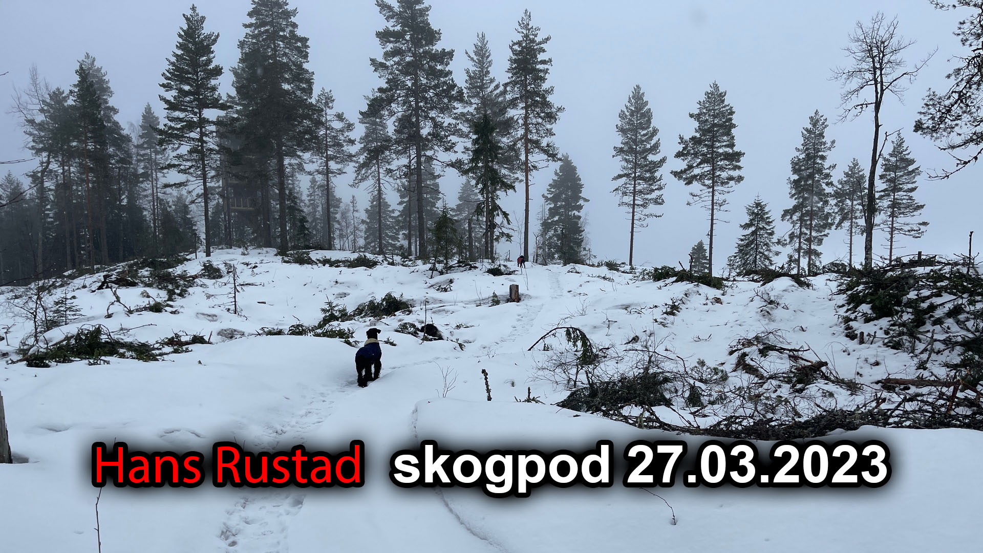 Skogpod 27. mars 2023: Bibi, den eneste statsmann som sitter ved roret&nbsp;<span>(+)</span>