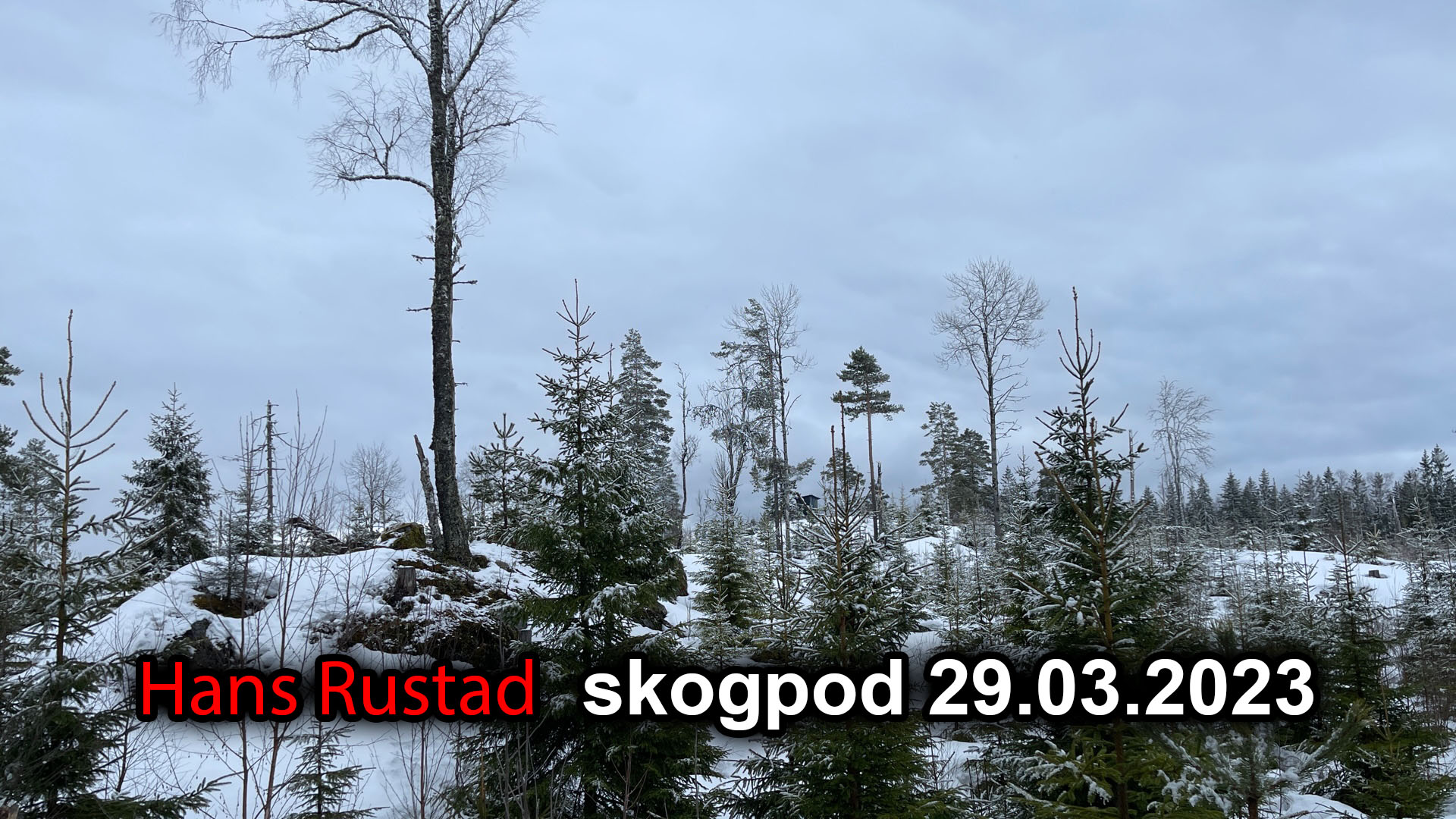Skogpod 29. mars 2023: Inn for krasjlanding&nbsp;<span>(+)</span>
