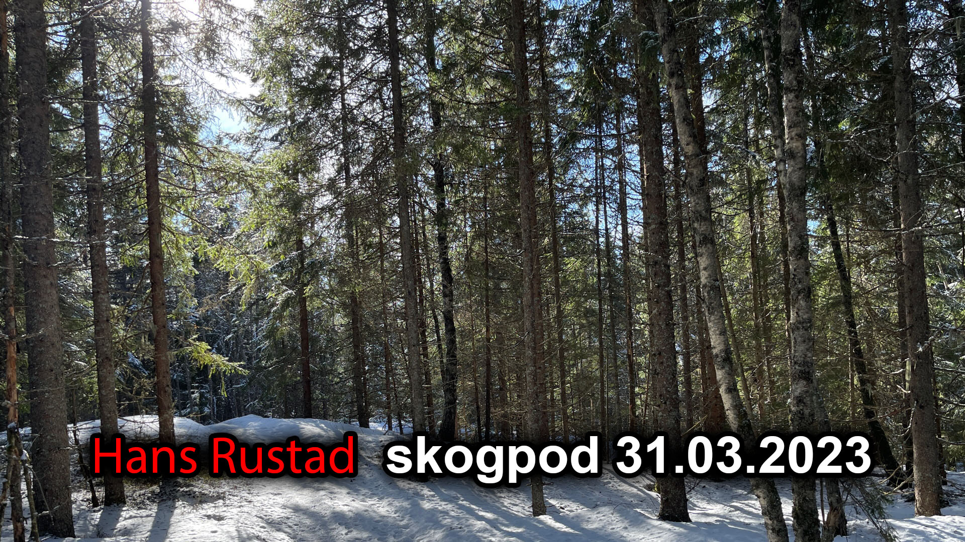 Skogpod 31. mars 2023 Alt handler om Trump. Igjen&nbsp;<span>(+)</span>
