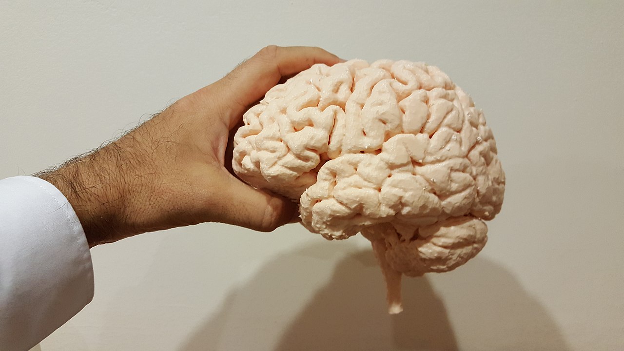 Organoid intelligens: Nu skal hjernevev inn i datamaskiner&nbsp;<span>(+)</span>