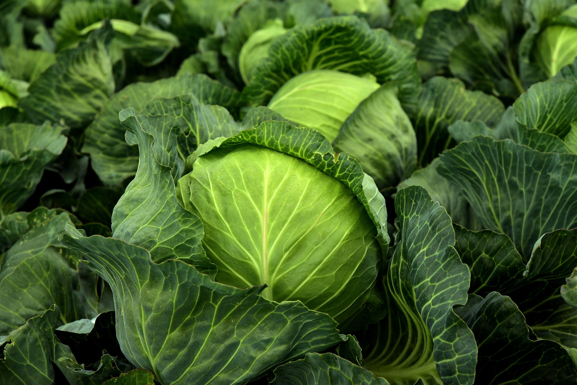Venstre-politiker og veganer sier matministeren påfører planteskam&nbsp;<span>(+)</span>