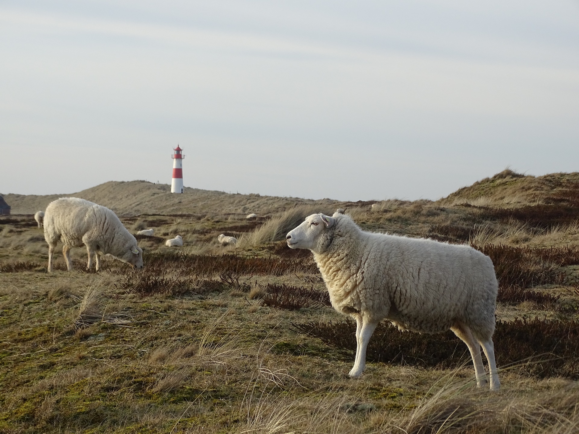 Blodrødt år for matgiganten Nortura&nbsp;<span>(+)</span>