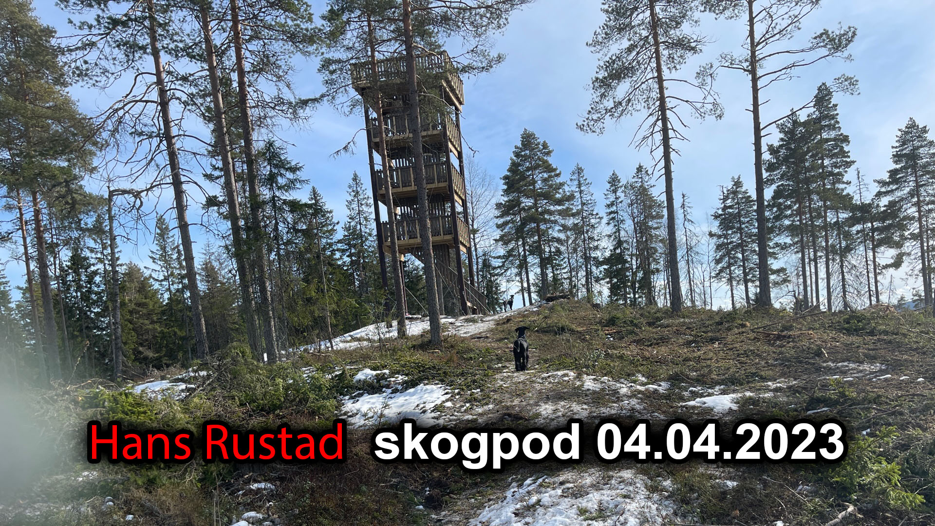 Skogpod 4. april 2023: Diagnostisering og mobbteori&nbsp;<span>(+)</span>