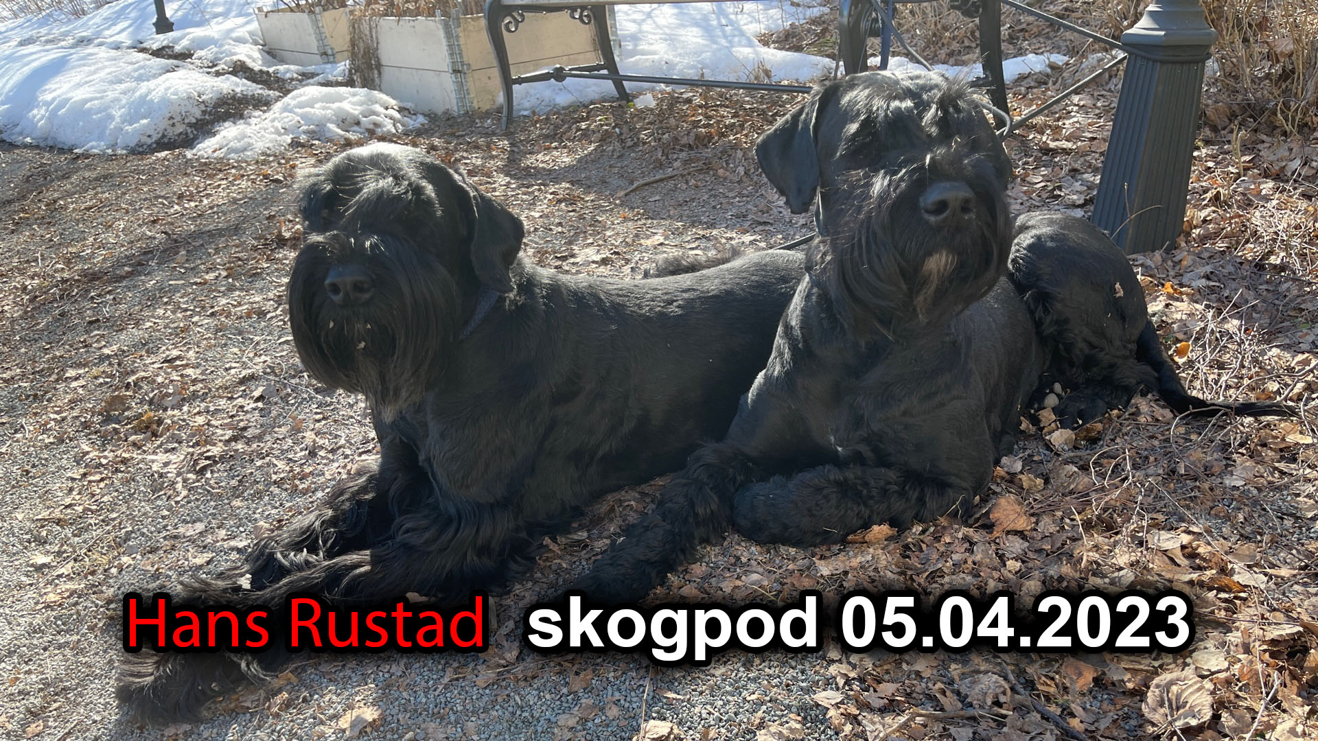 Skogpod 5. april 2023: Trump-oraklene i NRK&nbsp;<span>(+)</span>