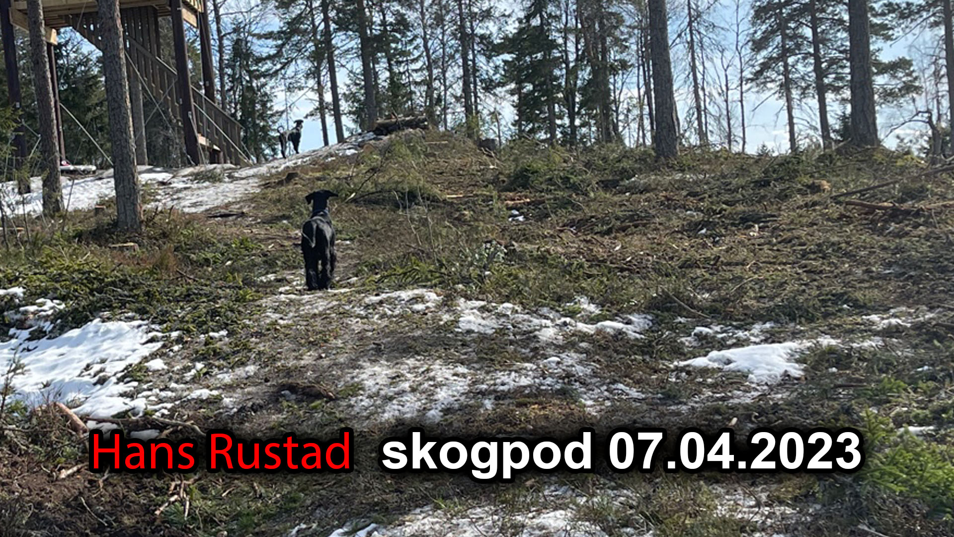 Skogpod 7. april 2023 Antikrigsprotest i USA kan ha fått en talsmann&nbsp;<span>(+)</span>