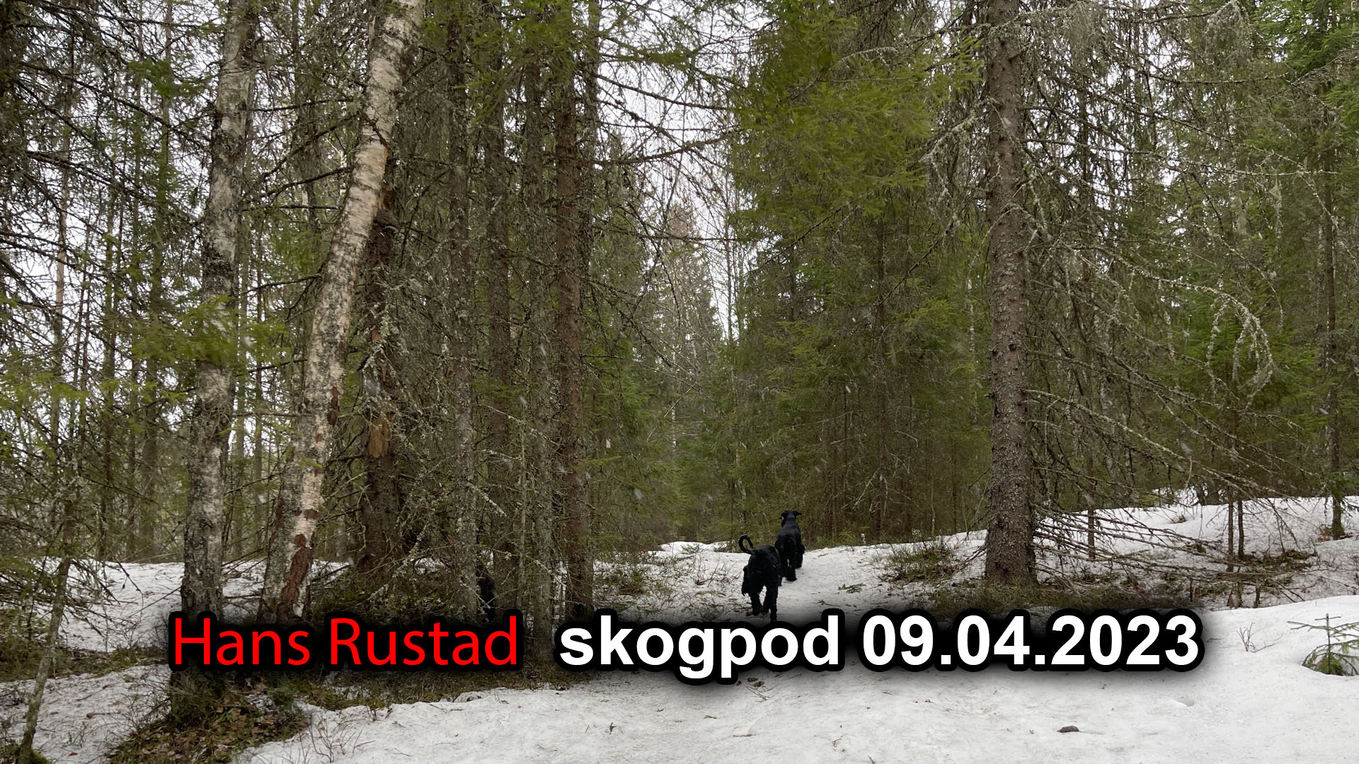 Skogpod 9. april 2023 Her er hverken jøde eller greker ....&nbsp;<span>(+)</span>
